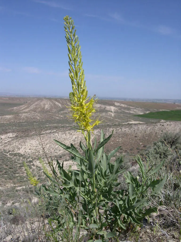 Prince's Plume (Stanleya Pinnata) — perennial for full