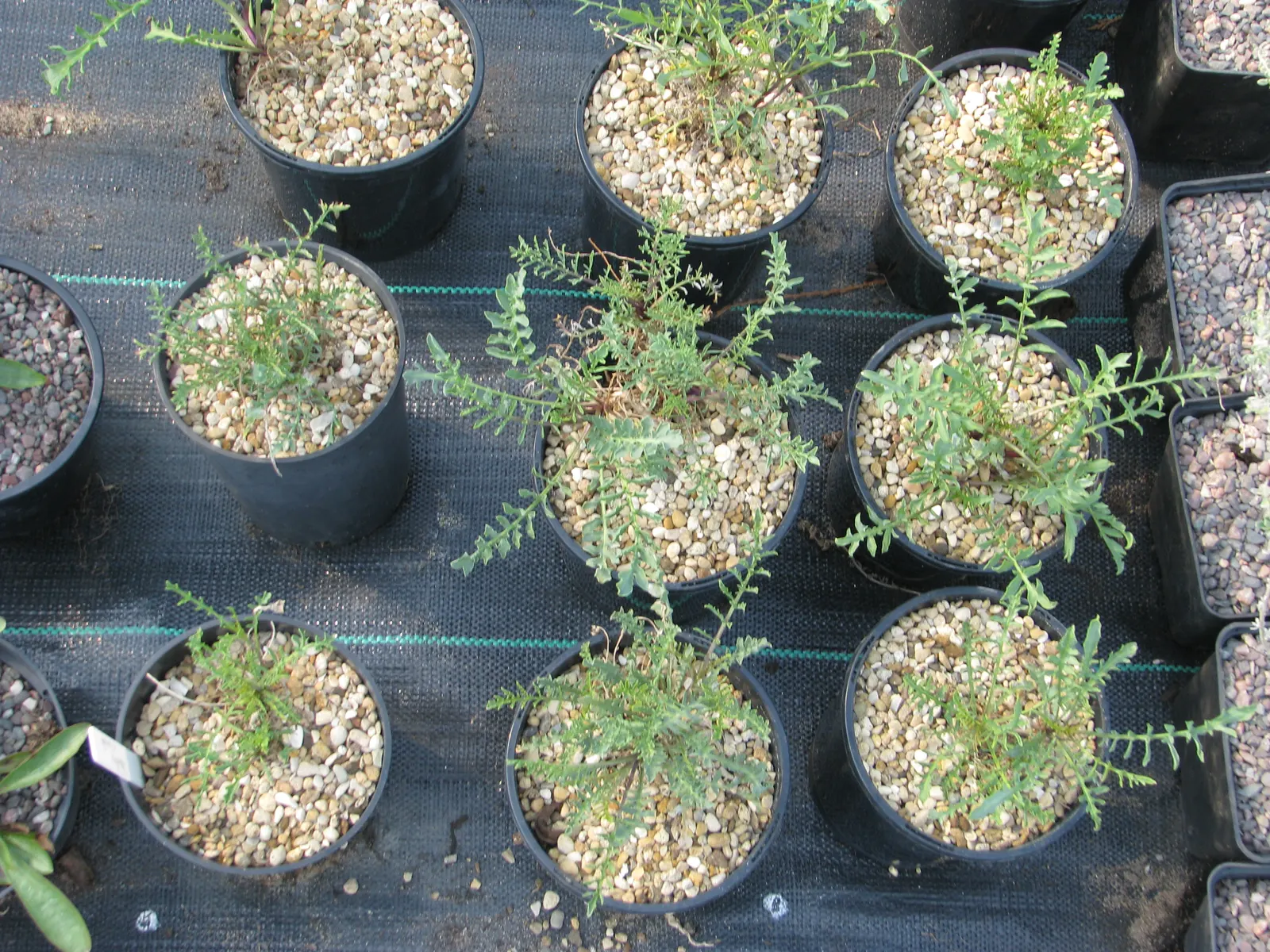 Prince's Plume (Stanleya Pinnata) — perennial with yellow blooms