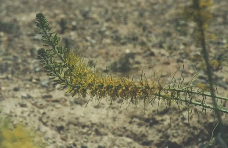 Prince's Plume (Stanleya Pinnata) — Noted for its striking yellow inflorescences, it thrives in well-drained soils and full sun