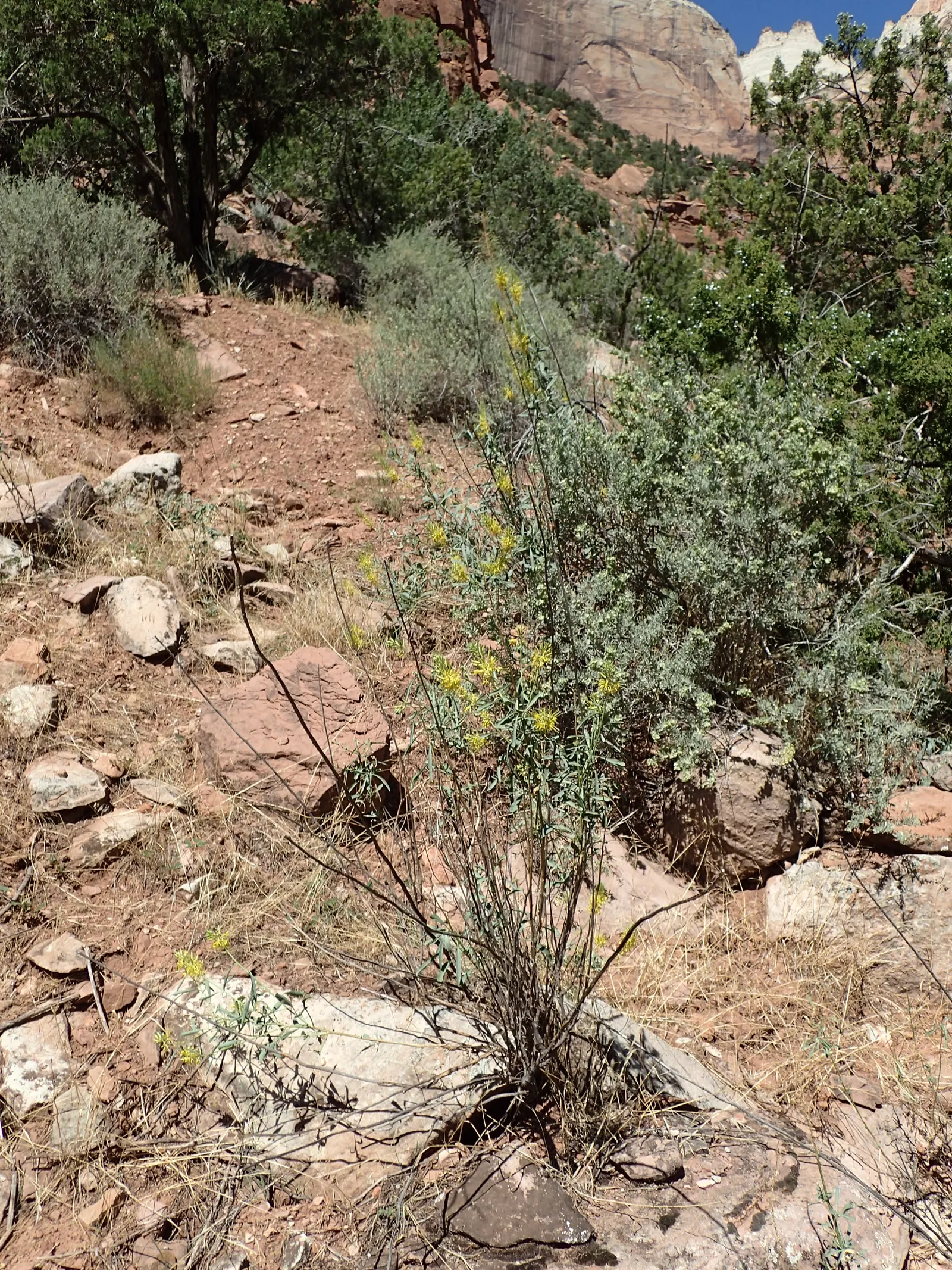 Prince's Plume (Stanleya Pinnata) — Prince's Plume (Stanleya pinnata) is an eye-catching perennial reaching heights of 3-6 ft; drought-tolerant and low