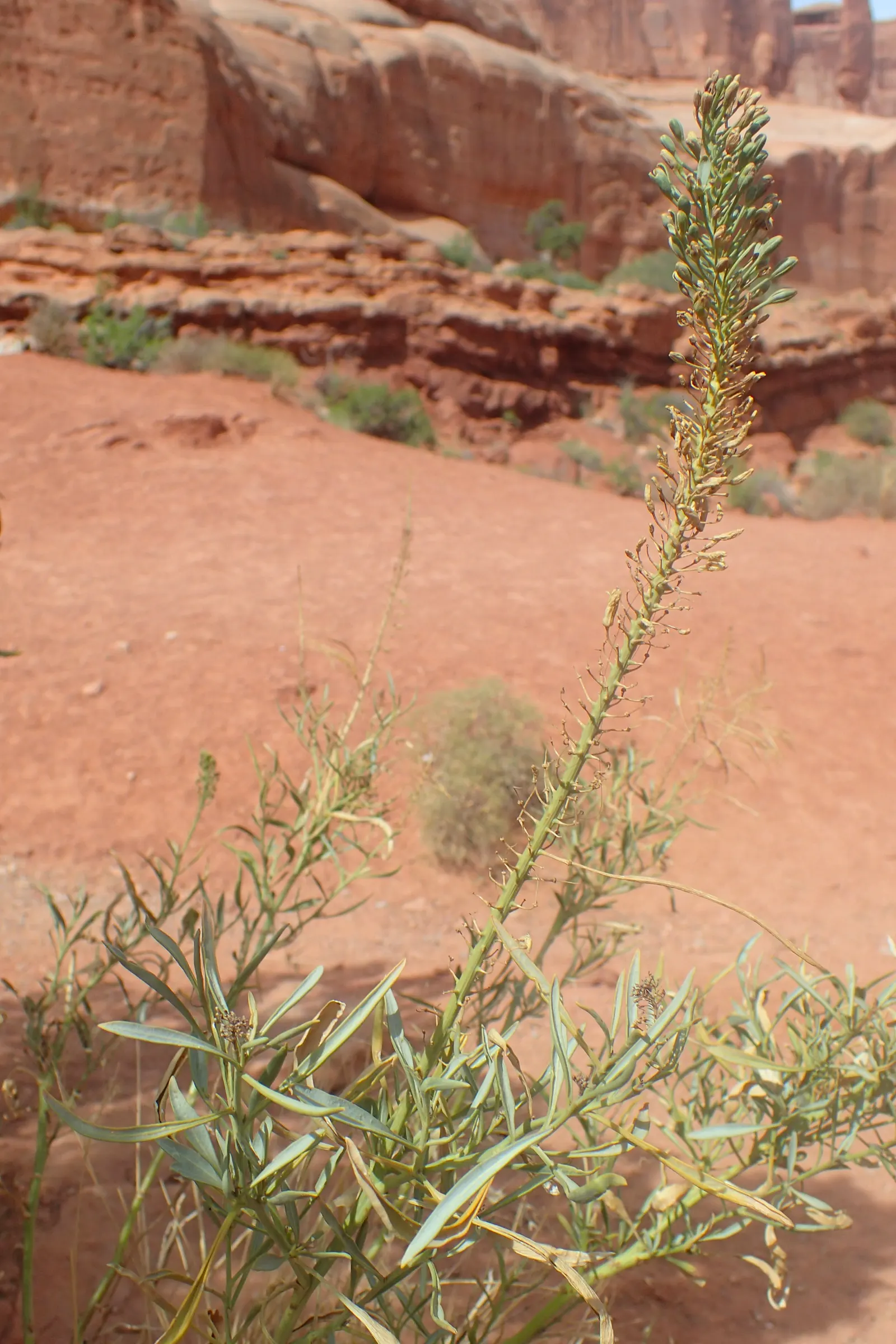 Prince's Plume (Stanleya Pinnata) — making it a distinctive addition to any garden setting