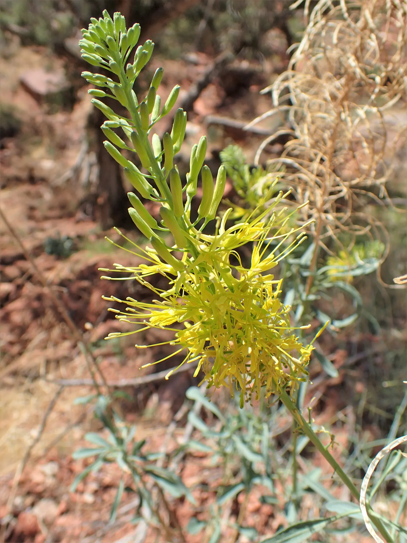 Prince's Plume (Stanleya Pinnata) — Drought-tolerant and low maintenance, it benefits pollinators while adding vertical interest; perennial for full