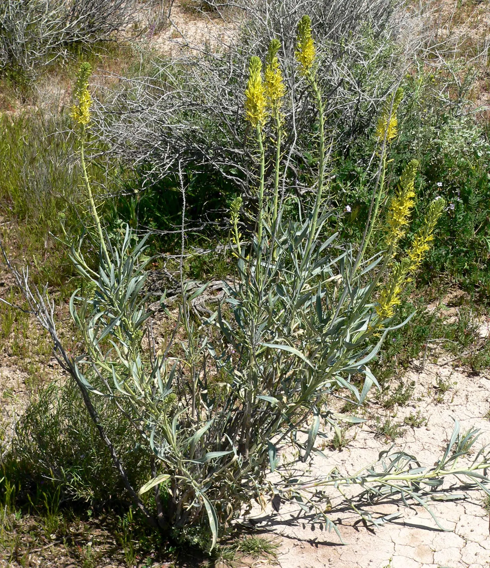 Prince's Plume (Stanleya Pinnata) — including bees and butterflies.<br><br>As you incorporate the Prince's Plume into your design