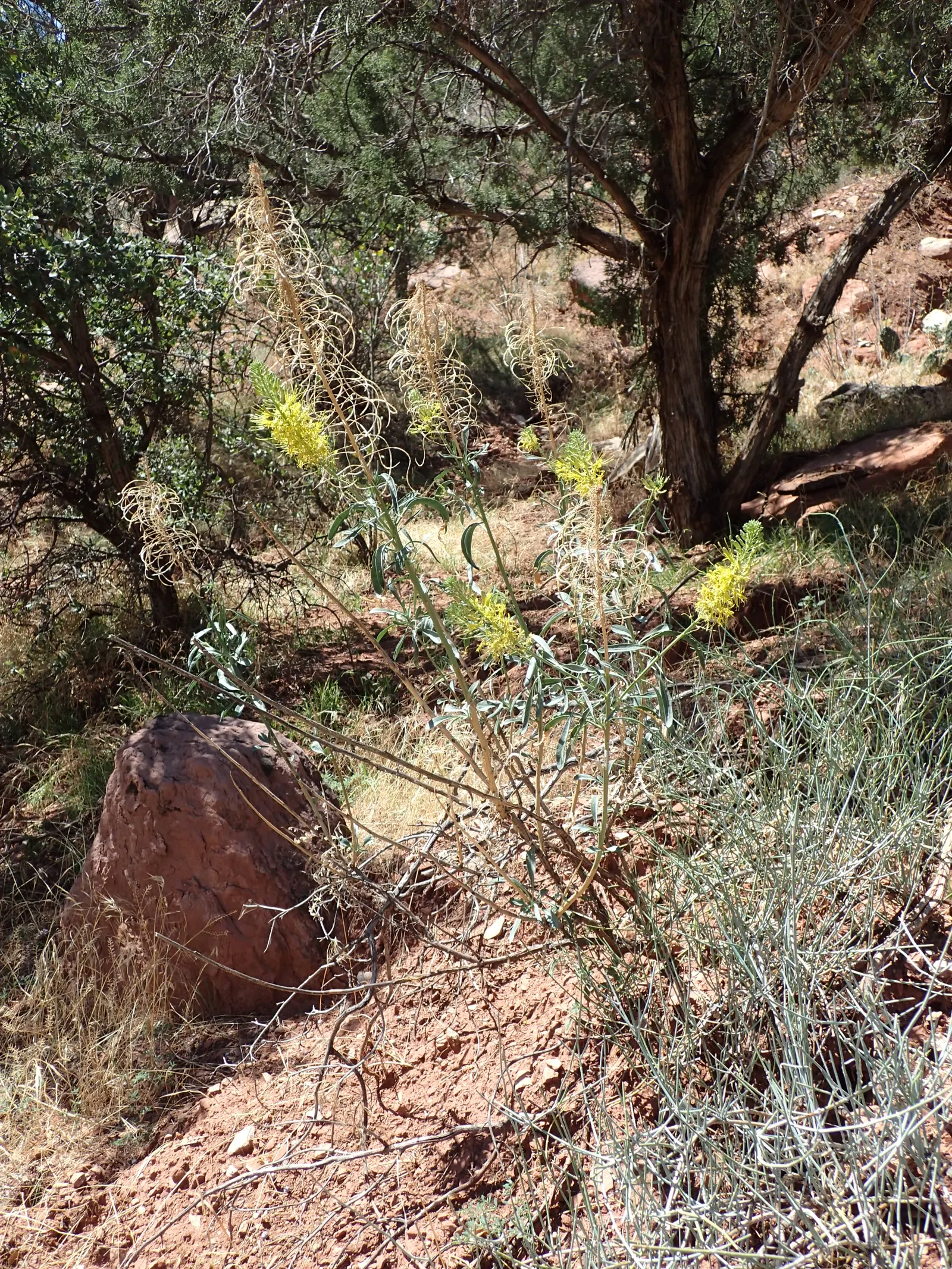 Prince's Plume (Stanleya Pinnata) — bushy backdrop for the towering inflorescences