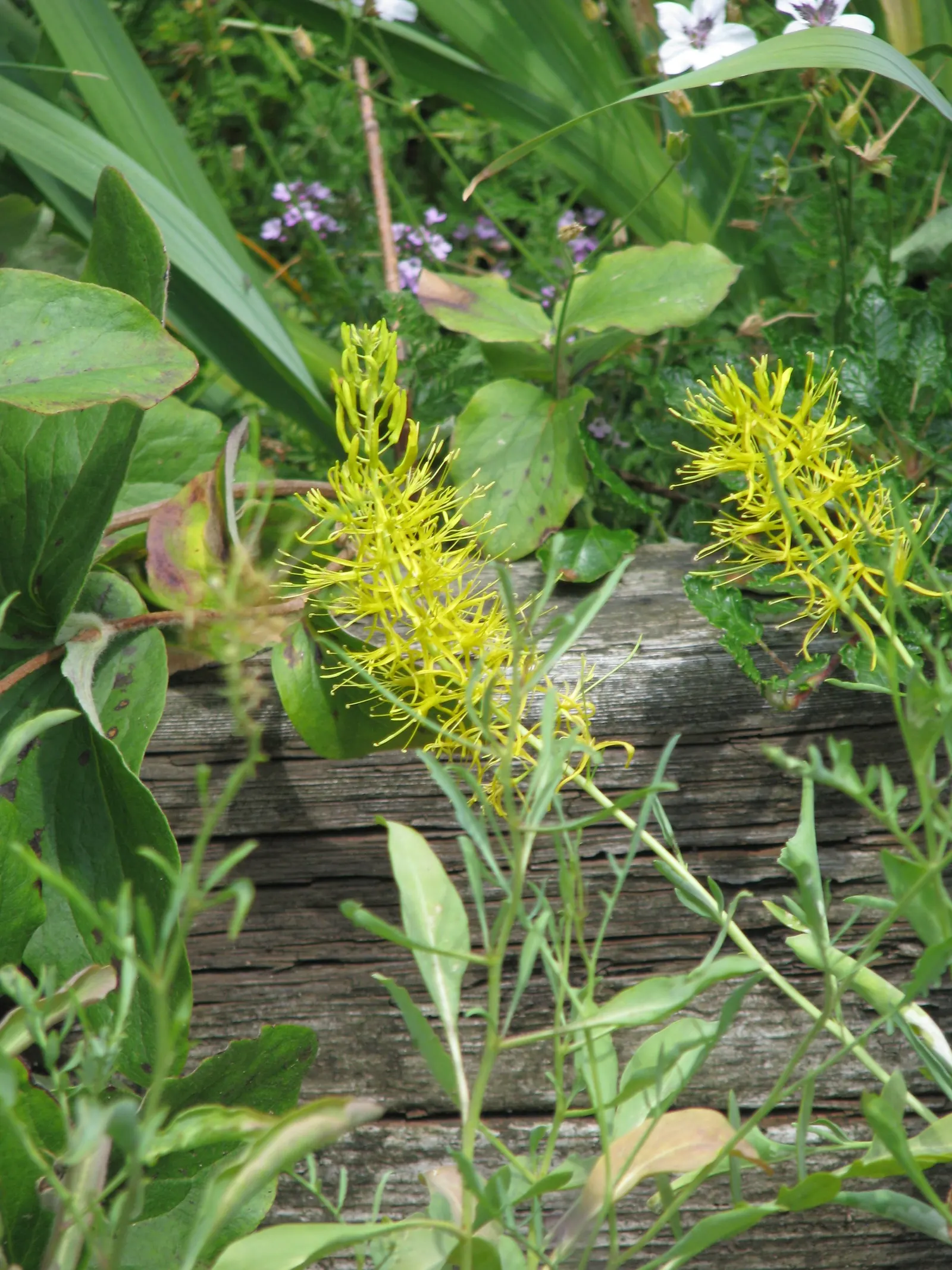 Prince's Plume (Stanleya Pinnata) — it is sure to both captivate and educate interested clients on the beauty and adaptability of native flora