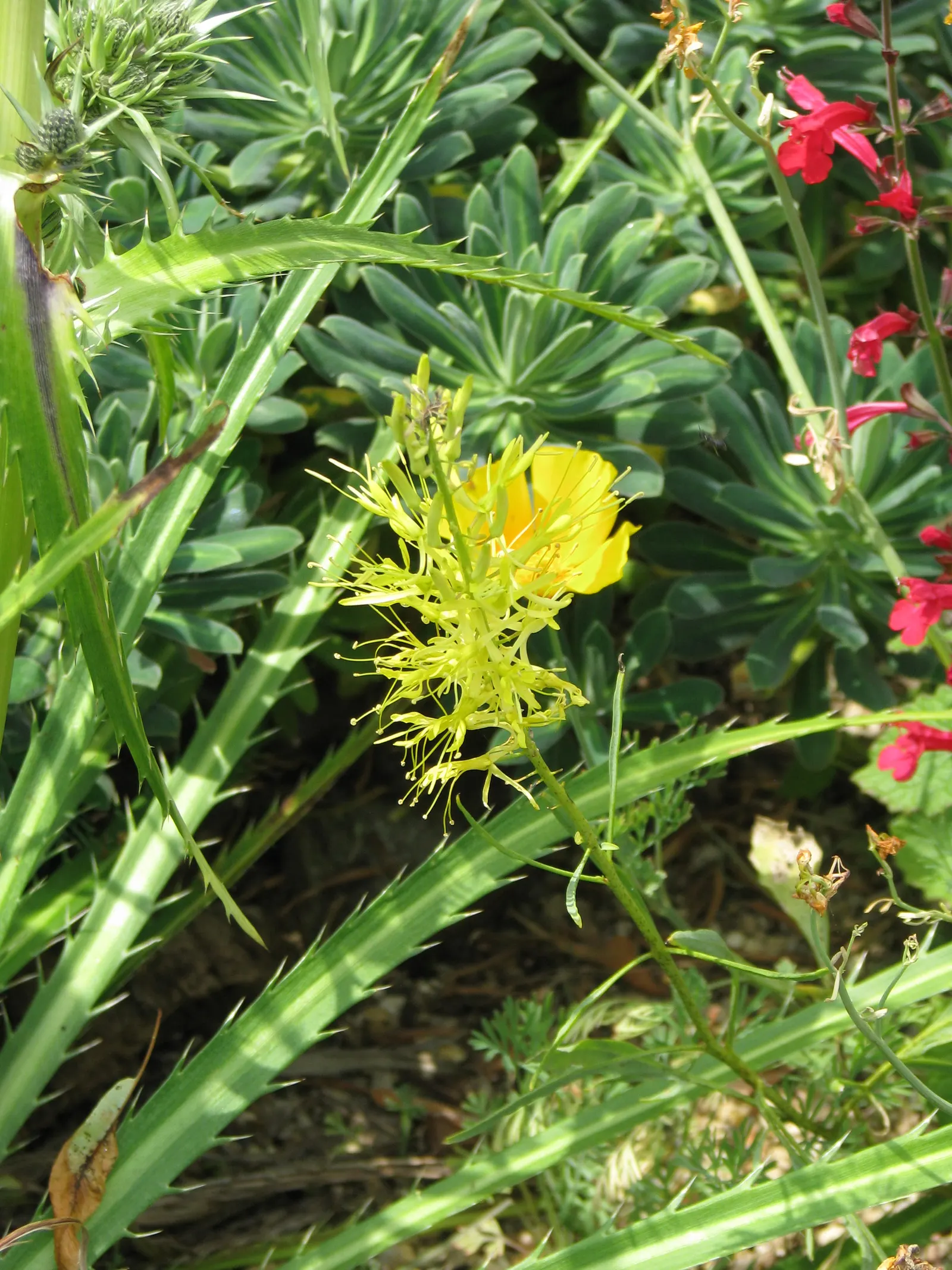 Prince's Plume (Stanleya Pinnata) — Keep in mind, it may spread via self-seeding; although it is quite adaptable and capable of tolerating poor