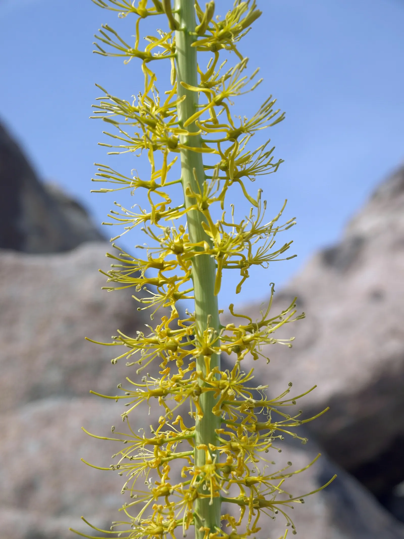 Prince's Plume (Stanleya Pinnata) — Noted for its striking yellow inflorescences, it thrives in well-drained soils and full sun; particularly those with a