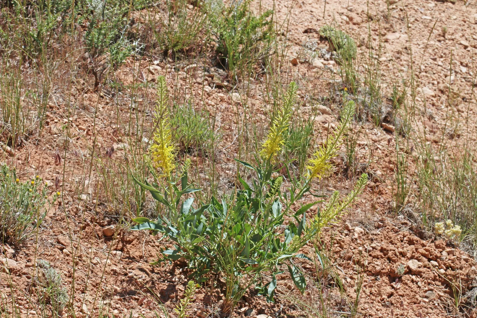 Prince's Plume (Stanleya Pinnata) — Space plants approximately 2 ft apart; avoid overwatering to prevent root rot