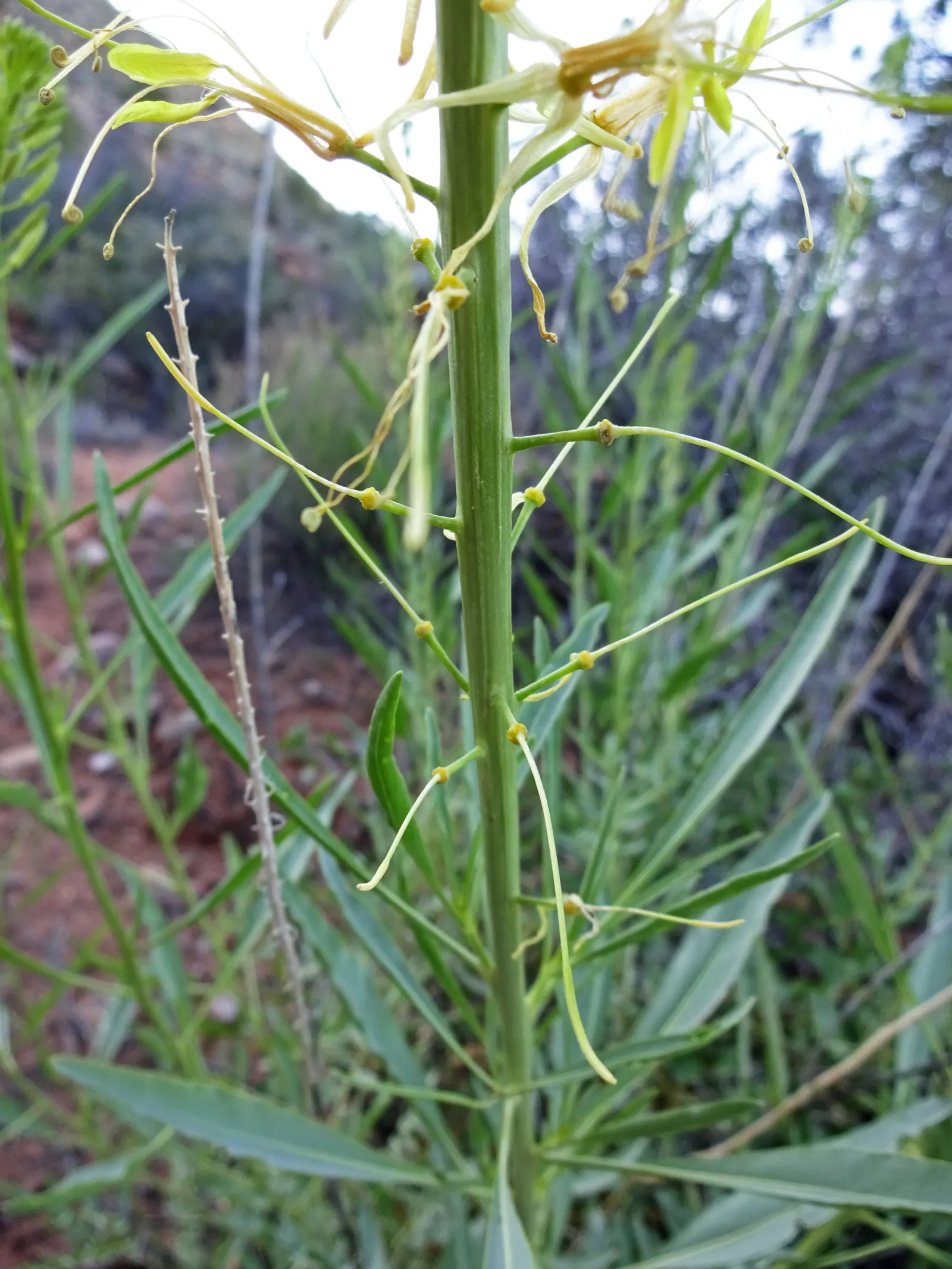 Prince's Plume (Stanleya Pinnata) — USDA zones 2-10 are ideal