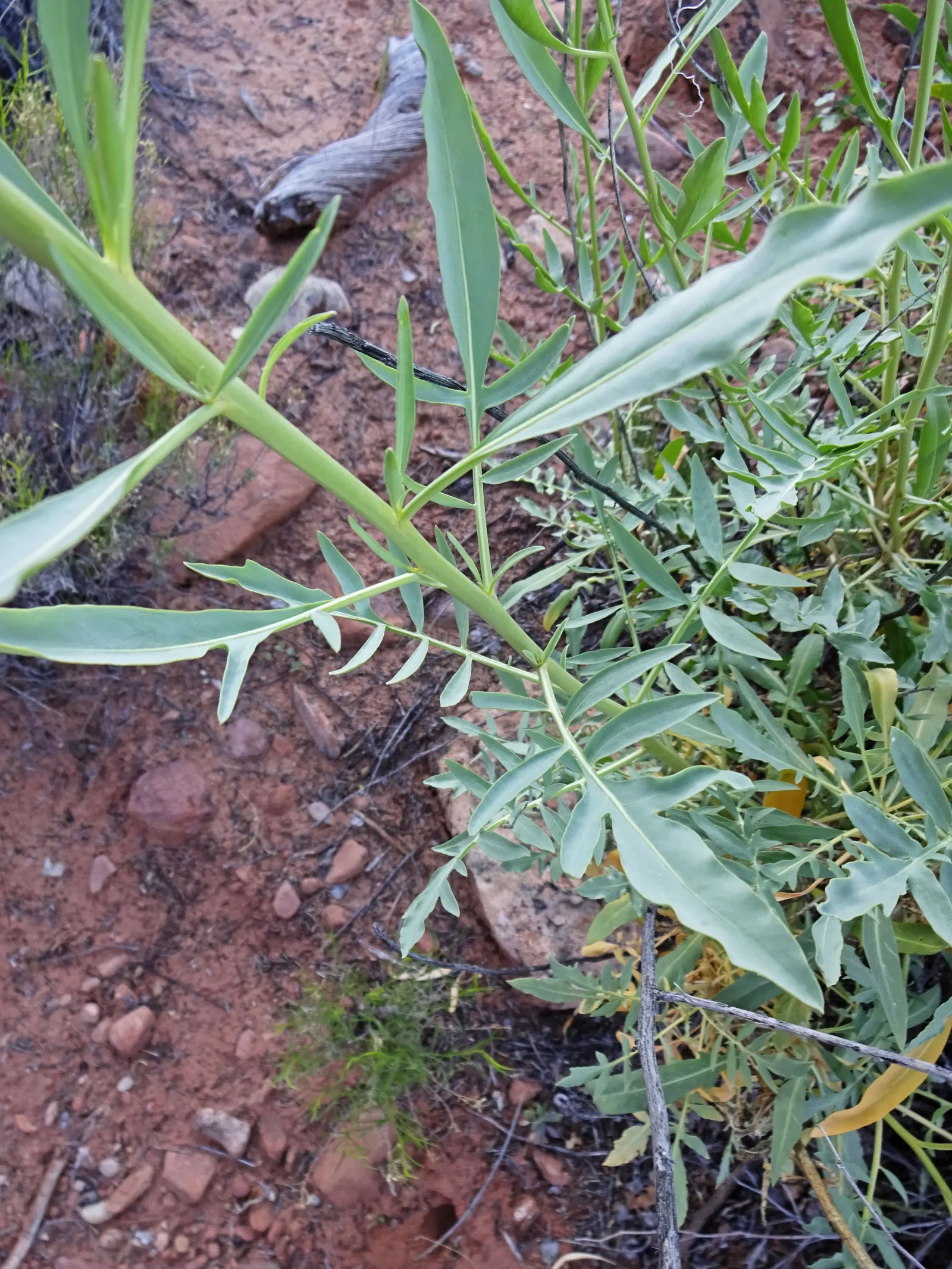 Prince's Plume (Stanleya Pinnata) — scientifically known as Stanleya pinnata