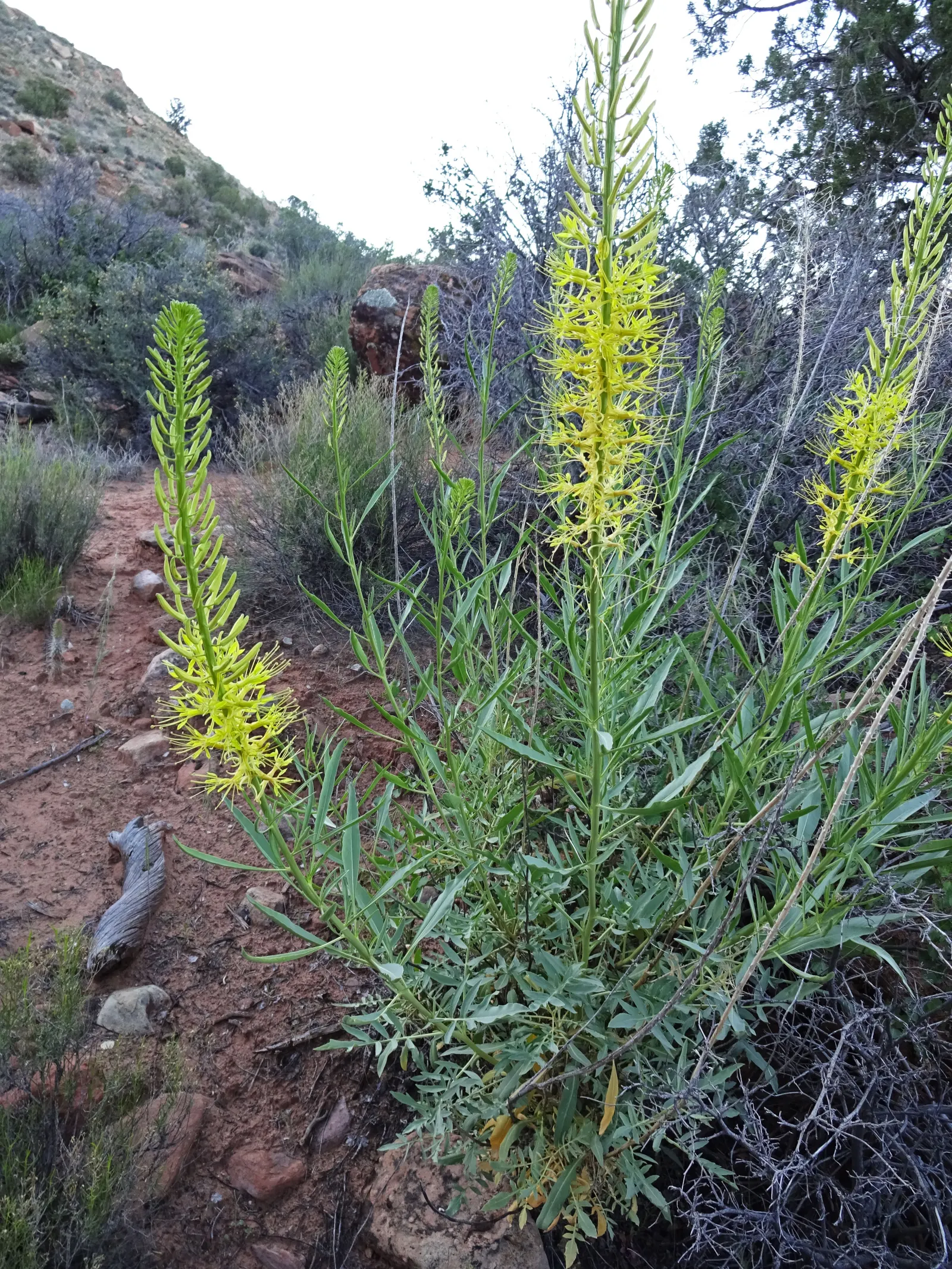 Prince's Plume (Stanleya Pinnata) — Drought-tolerant and low maintenance, it benefits pollinators while adding vertical interest