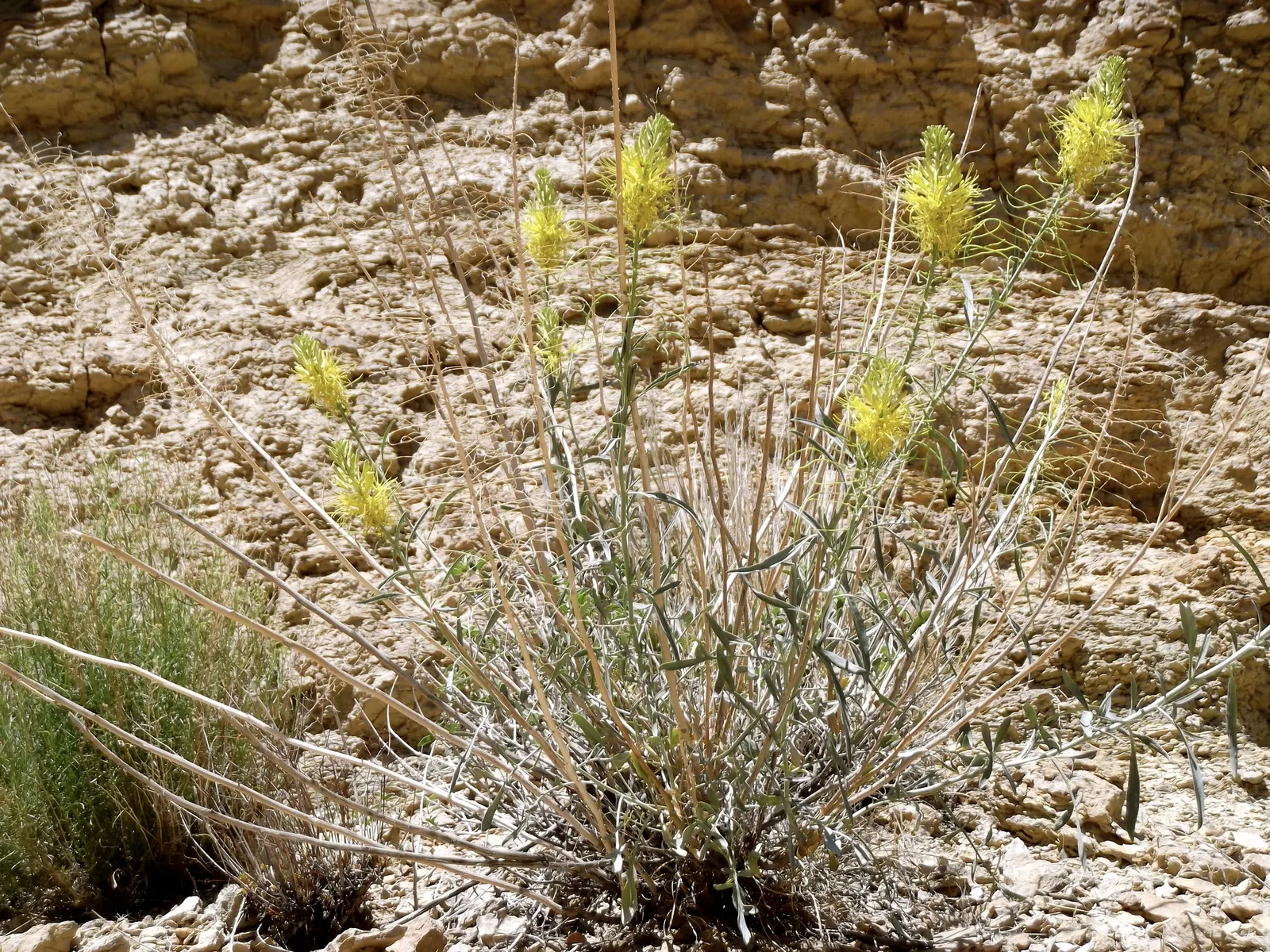 Prince's Plume (Stanleya Pinnata) — The Prince's Plume prefers full sun exposure and thrives in well-draining soils