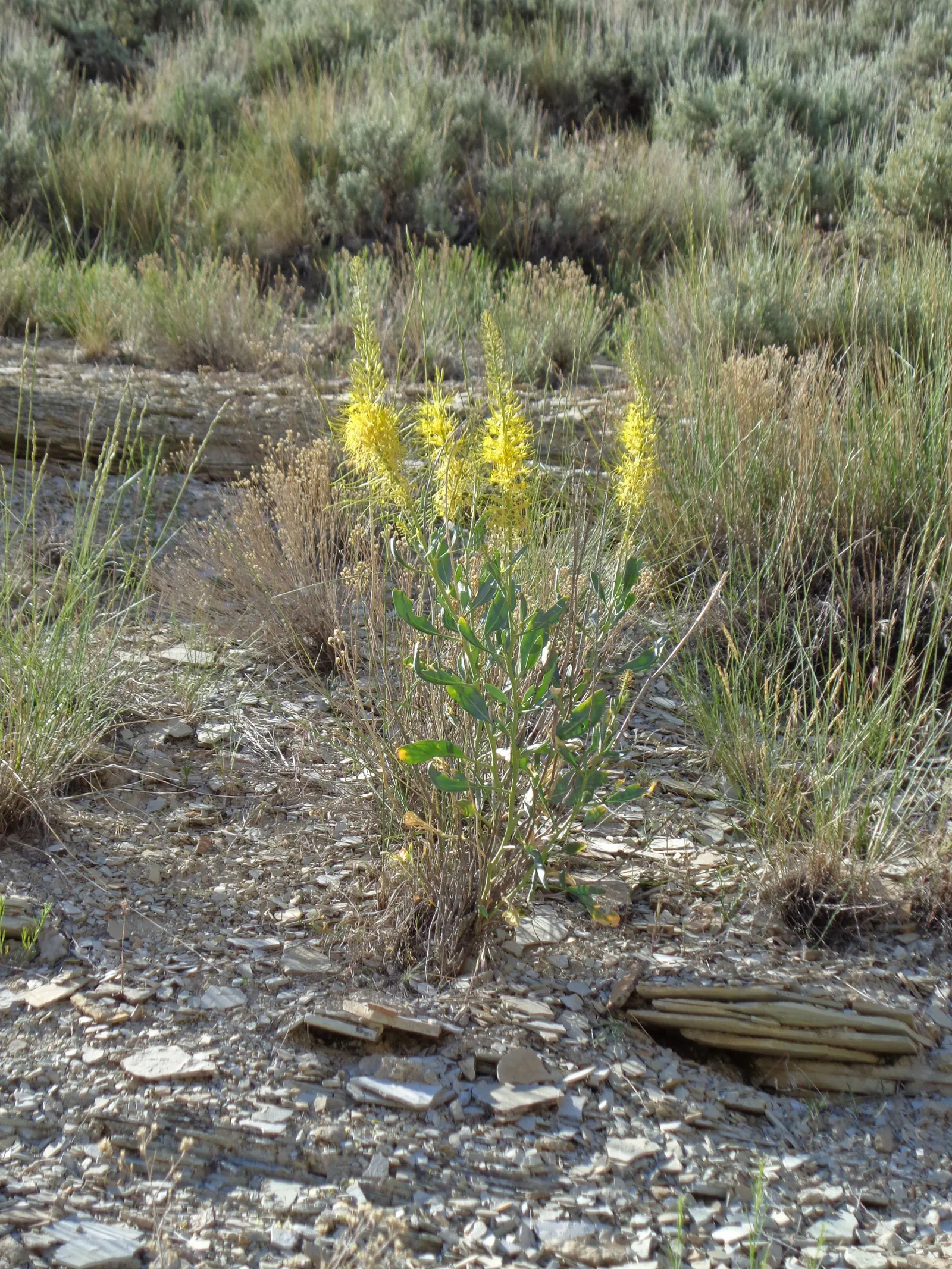 Prince's Plume (Stanleya Pinnata) — or even saline conditions