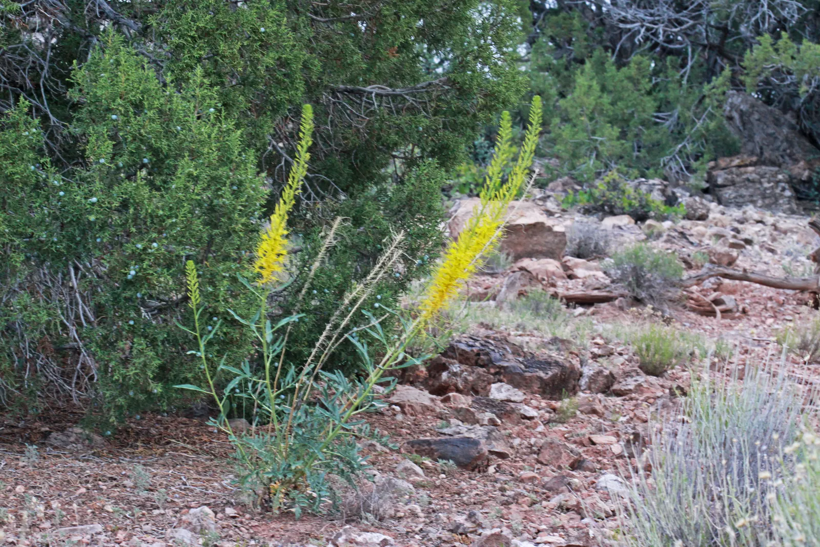 Prince's Plume (Stanleya Pinnata) — With its hardy nature and show-stopping appearance