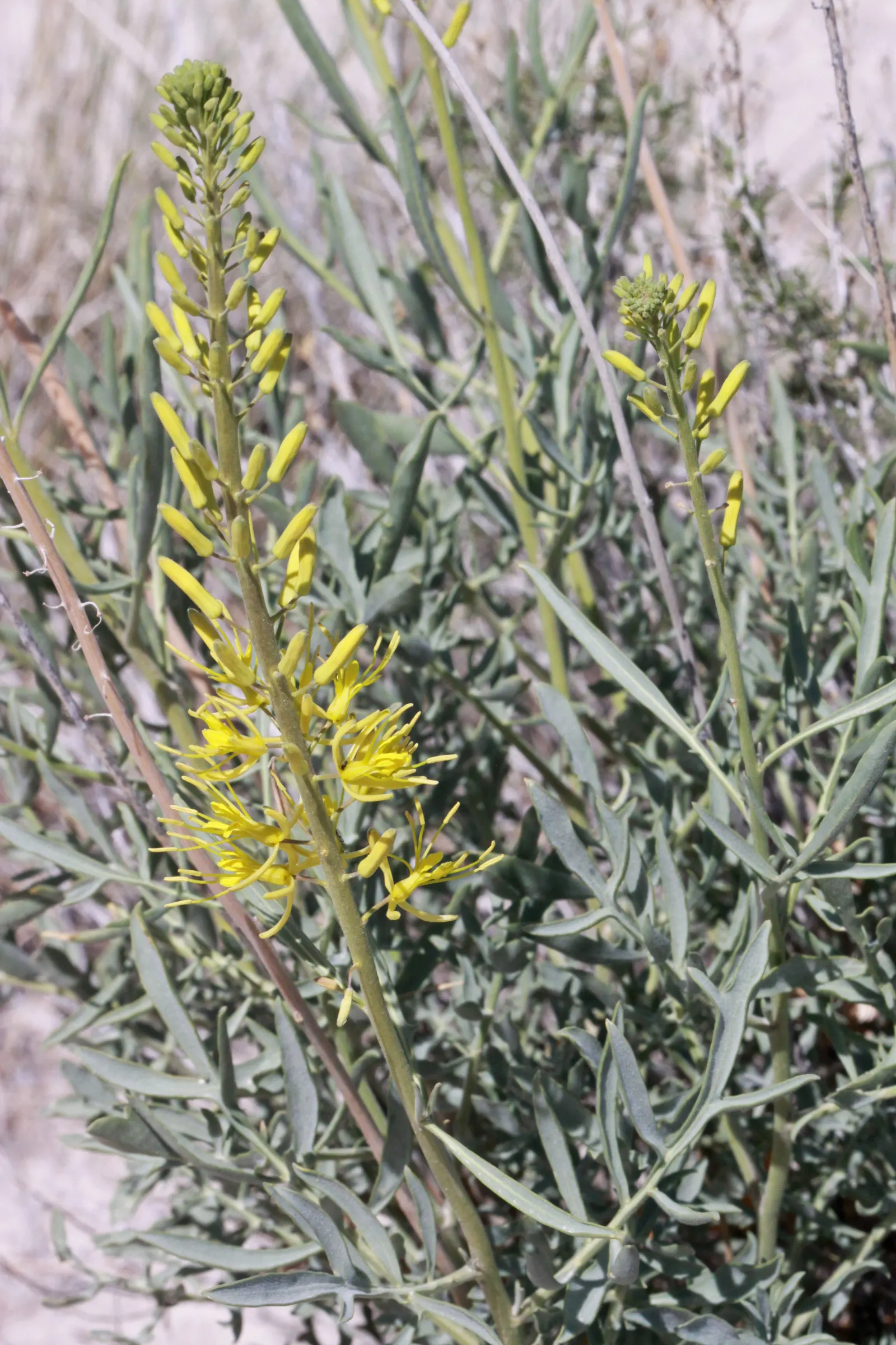 Prince's Plume (Stanleya Pinnata) — is a resilient perennial native to the western regions of North America; making it a distinctive addition to any garden