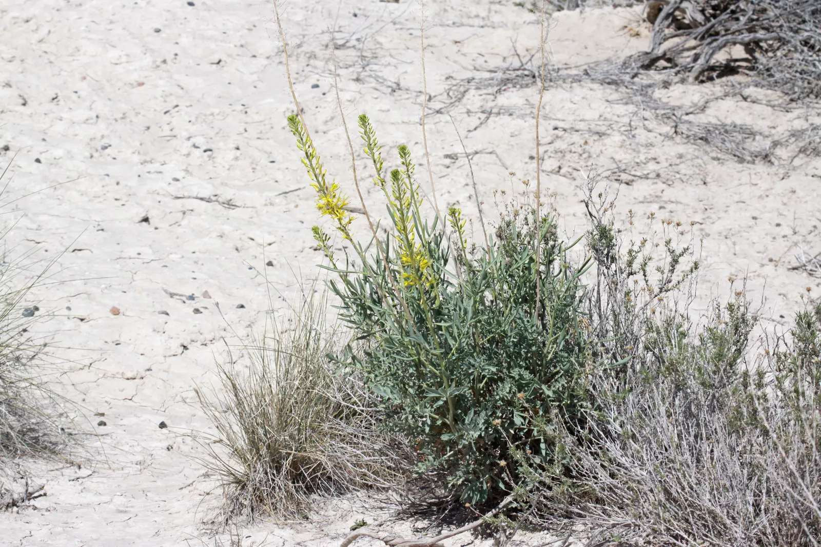 Prince's Plume (Stanleya Pinnata) — scientifically known as Stanleya pinnata; uSDA zones 2-10 are ideal