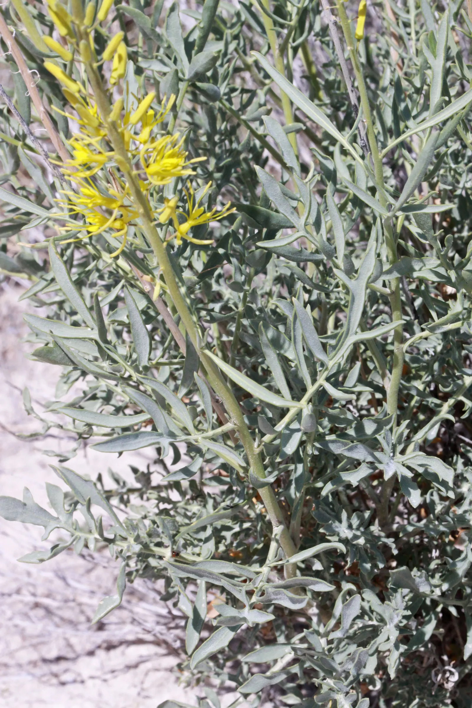 Prince's Plume (Stanleya Pinnata) — particularly those with a natural