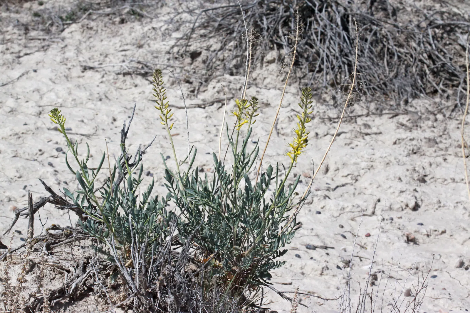Prince's Plume (Stanleya Pinnata) — The impressive flower spikes emerge in late spring to early summer