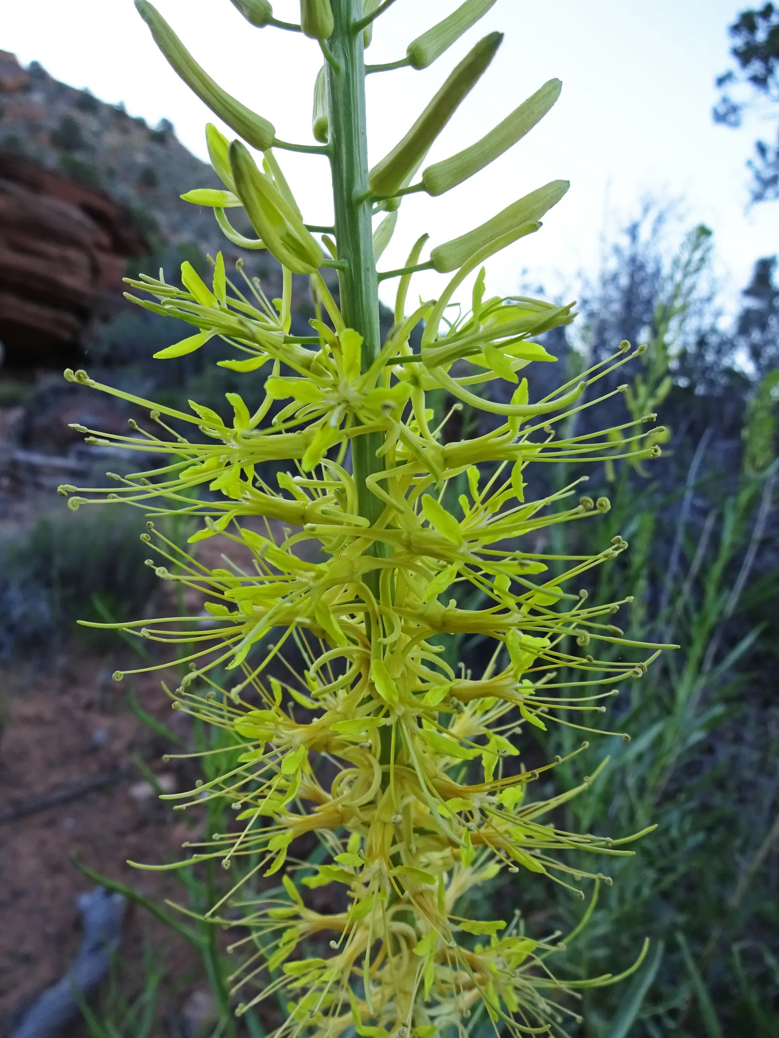 Prince's Plume (Stanleya Pinnata) — Keep in mind, it may spread via self-seeding