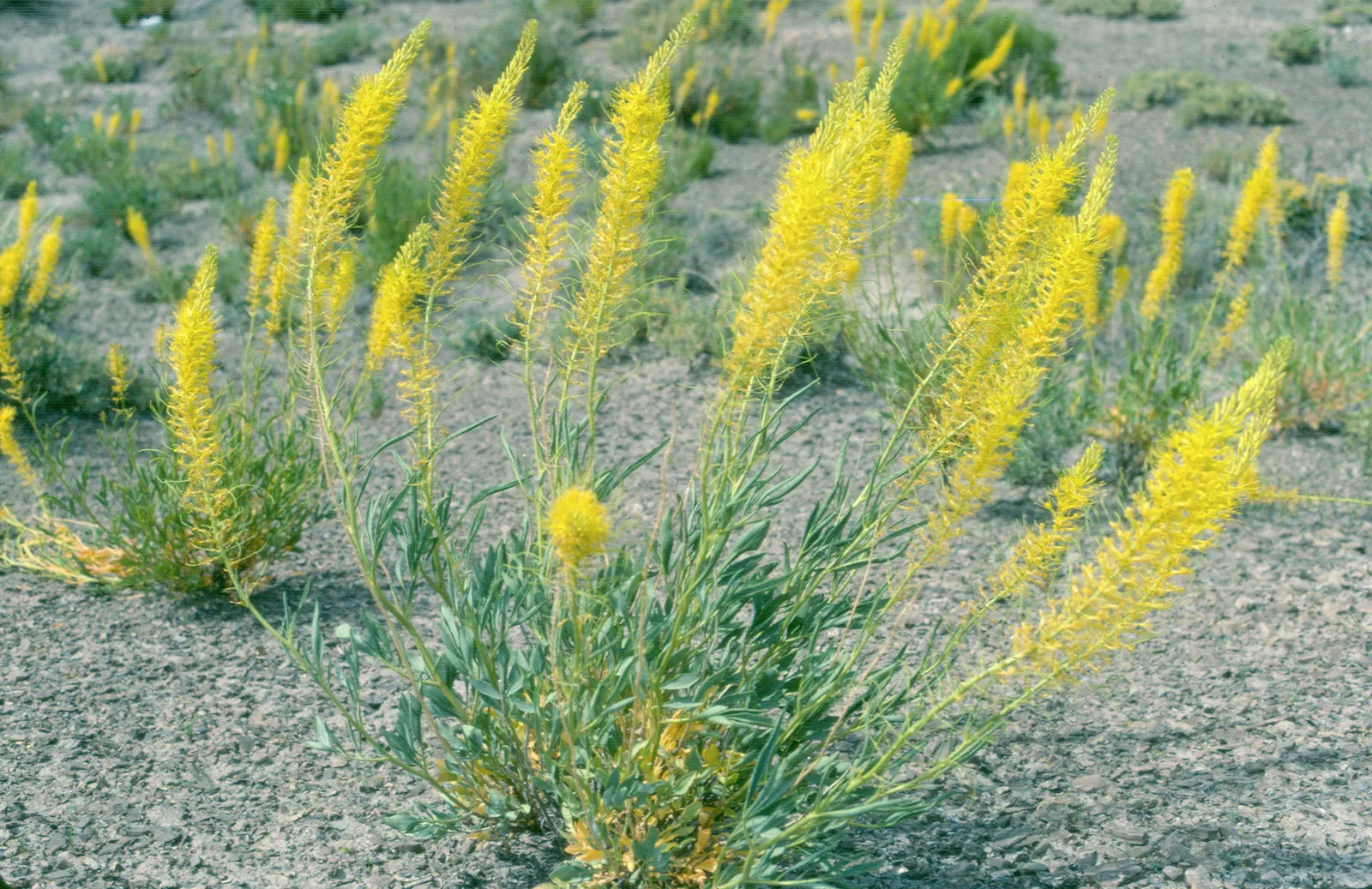 Prince's Plume (Stanleya Pinnata) — Space plants approximately 2 ft apart