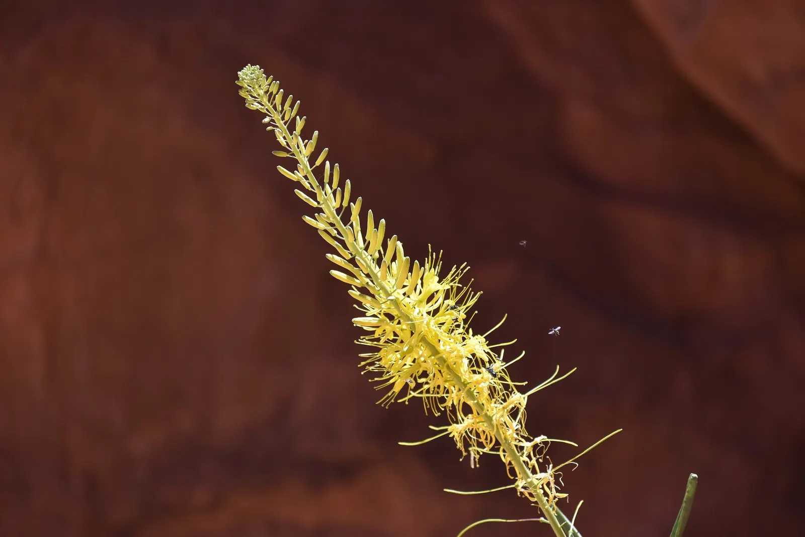 Prince's Plume (Stanleya Pinnata) — pinnately compound leaves that create a dense