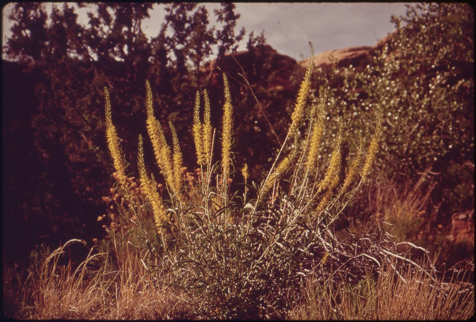 Prince's Plume (Stanleya Pinnata) — Prince's Plume (Stanleya pinnata) is an eye-catching perennial reaching heights of 3-6 ft