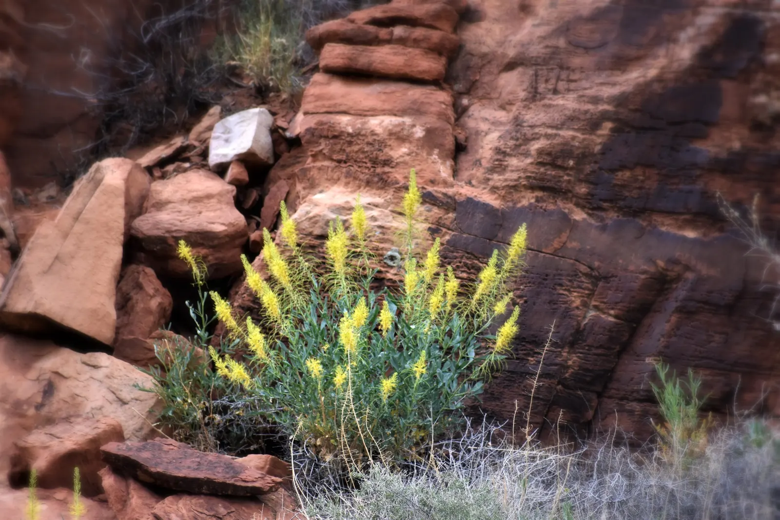 Prince's Plume (Stanleya Pinnata) — is a resilient perennial native to the western regions of North America