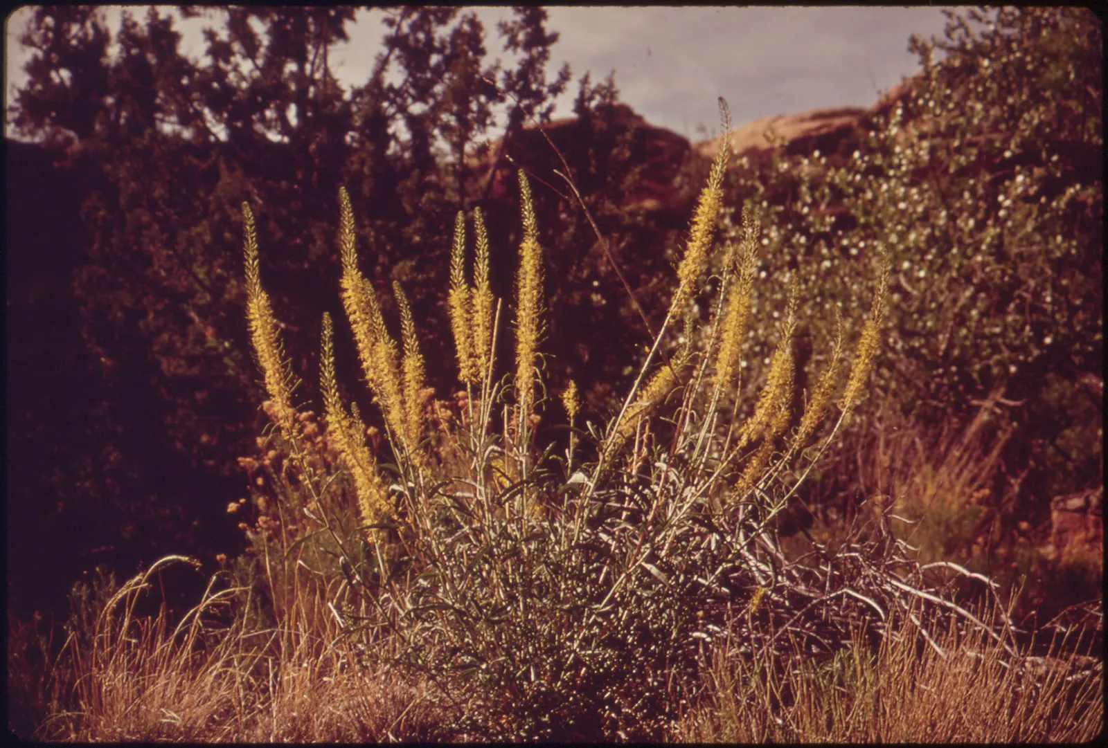 Prince's Plume (Stanleya Pinnata) — Avoid overwatering to prevent root rot