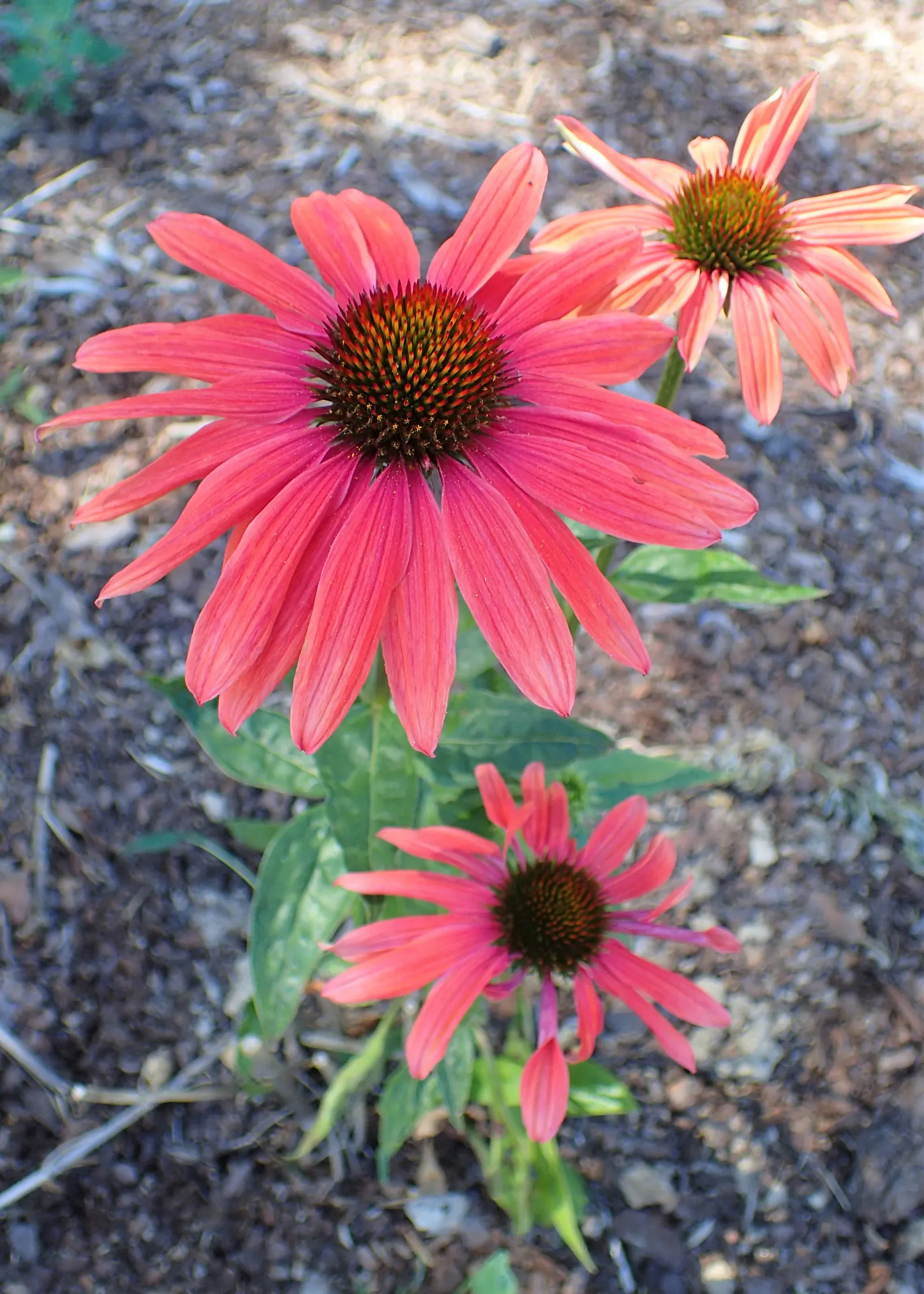 Mama Mia Coneflower (Echinacea 'Mama Mia') — The Echinacea 'Mama Mia' is a vibrant perennial that brings dynamic color to any garden