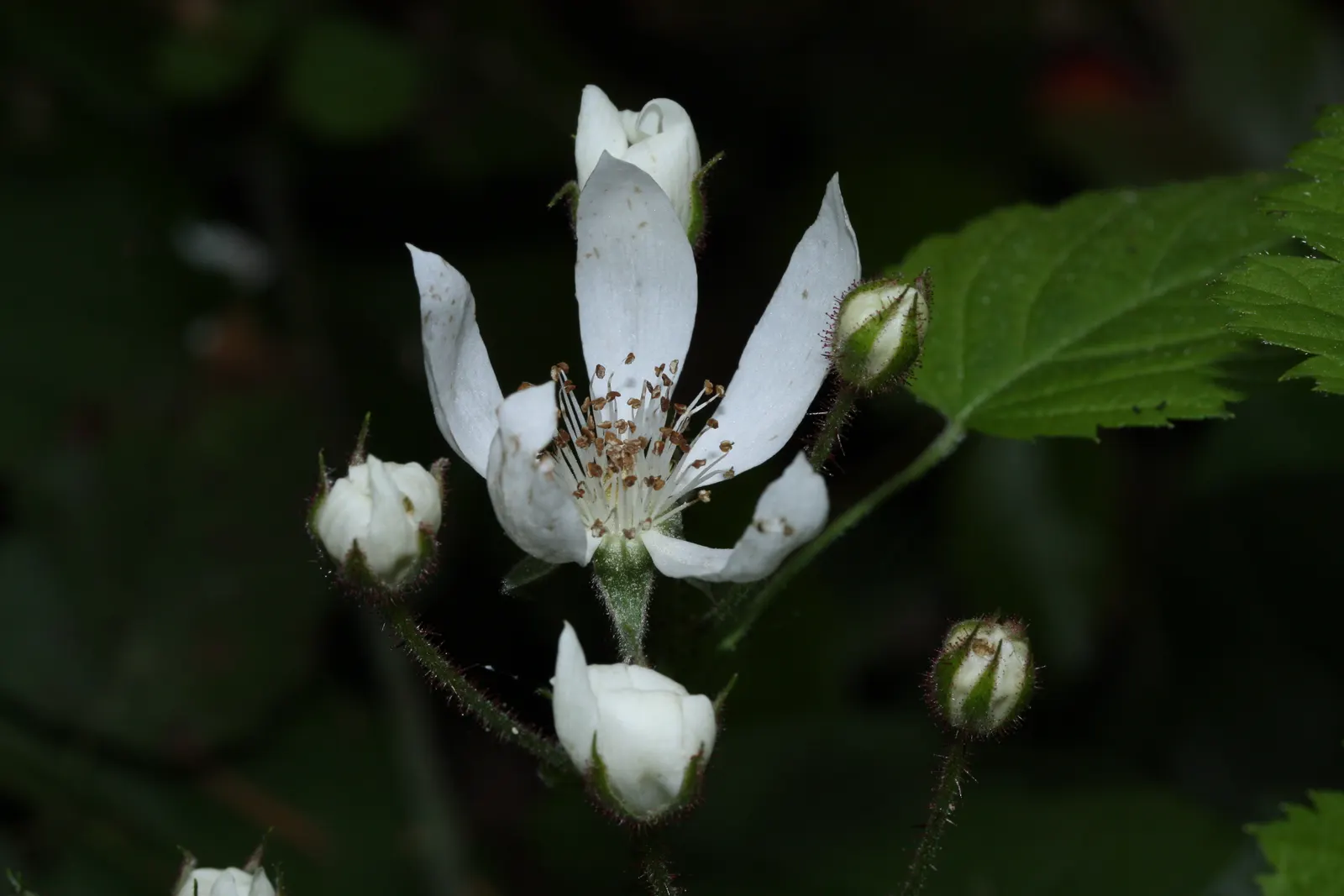 Blackberry (Rubus Ursinus) — or they can be kept more contained with regular pruning