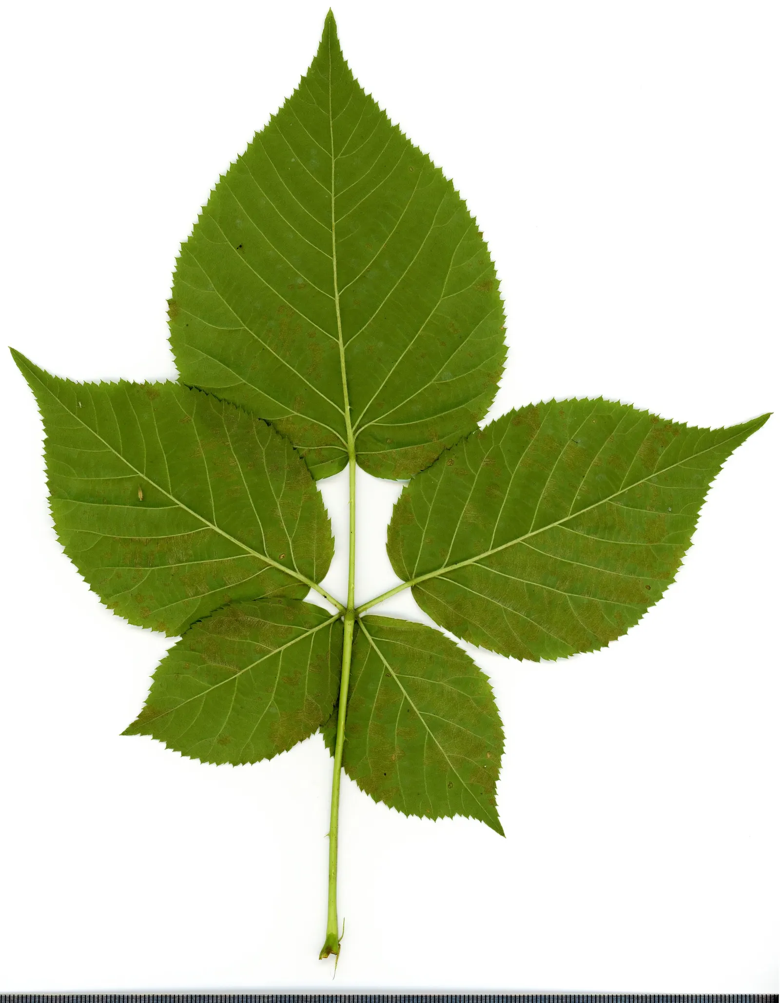 Blackberry (Rubus Ursinus) — which are usually comprised of three to five leaflets with a deep green hue and toothed margins; from spring into early summer