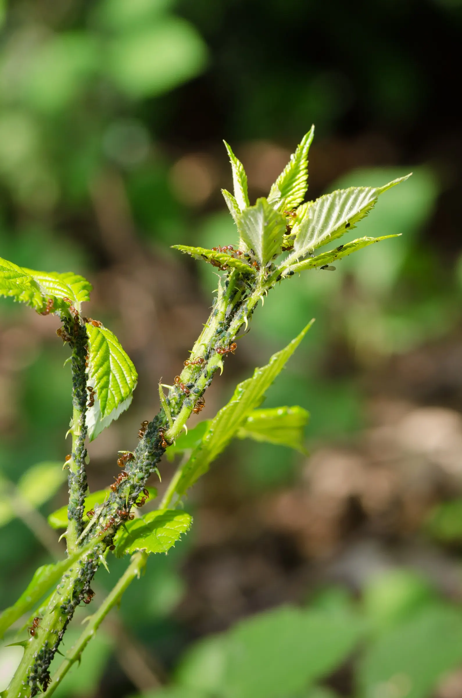 Blackberry (Rubus Ursinus) — requiring full sun to partial shade; note that the canes are thorny