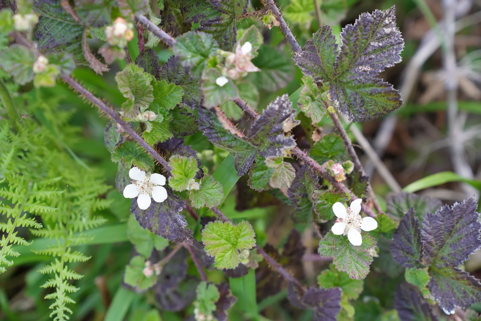 Blackberry (Rubus Ursinus) — By including Rubus ursinus in your design