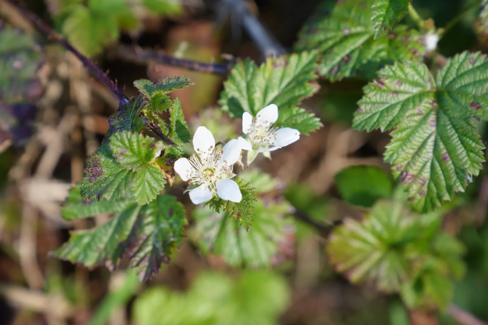 Blackberry (Rubus Ursinus) — measuring about 0.5 to 1 inch long