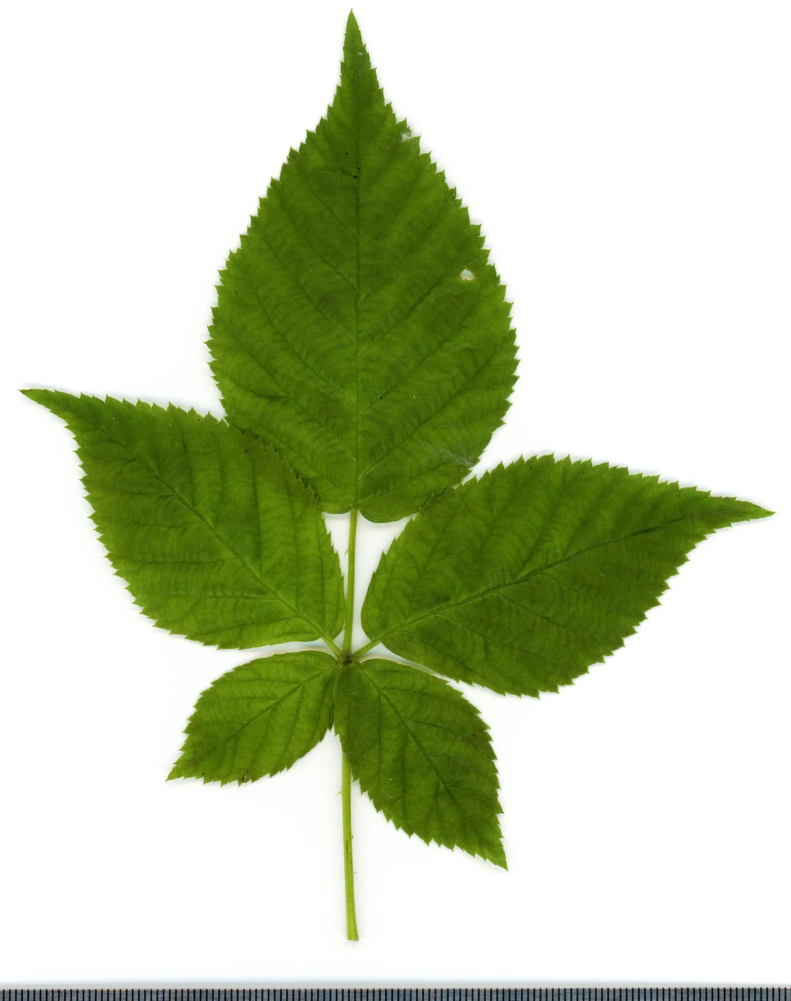 Blackberry (Rubus Ursinus) — it is known for its delicious; so place the plant where it won't snag passersby