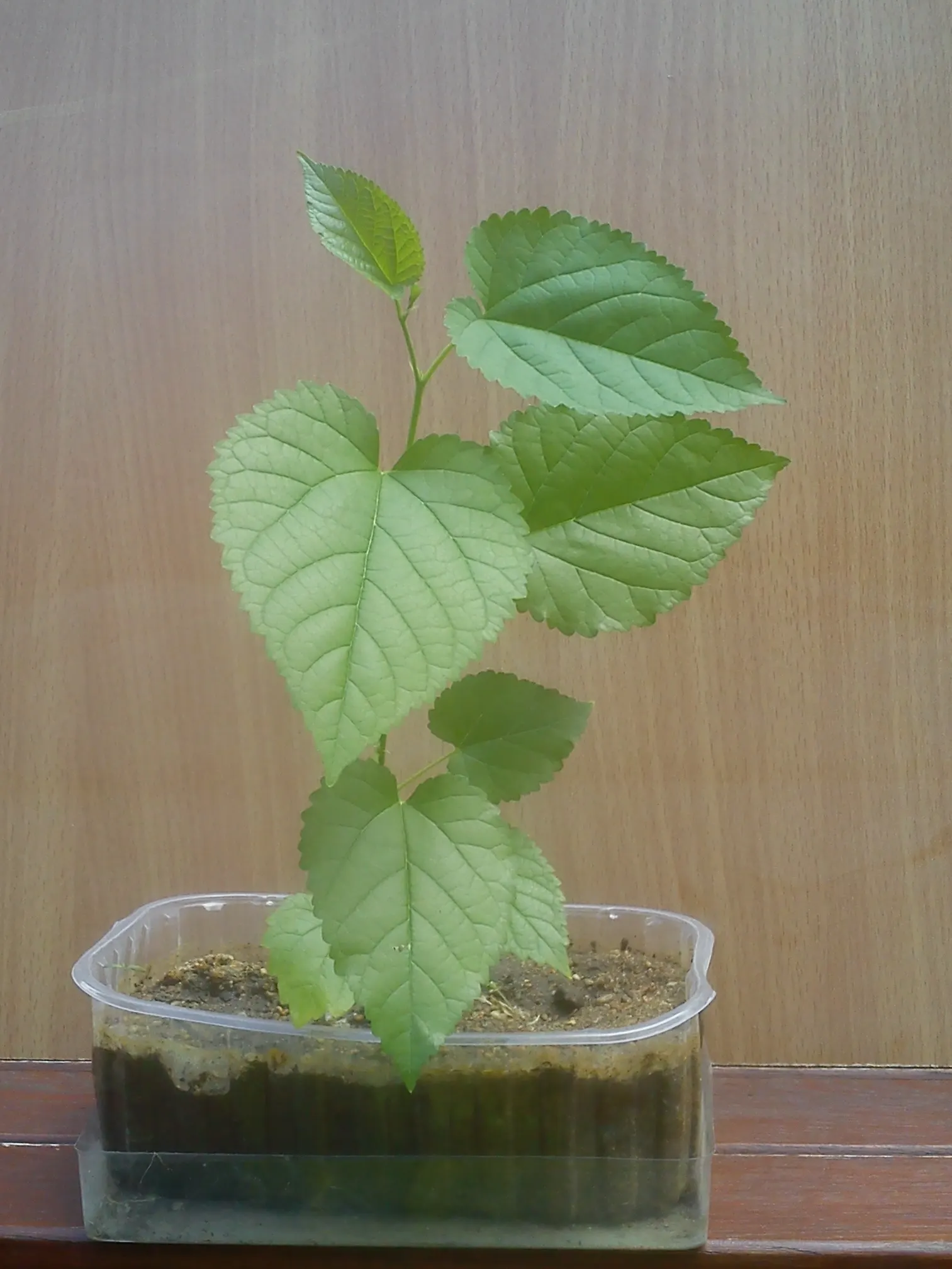 Blackberry (Rubus Ursinus) — but is generally drought-tolerant once established; by including Rubus ursinus in your design