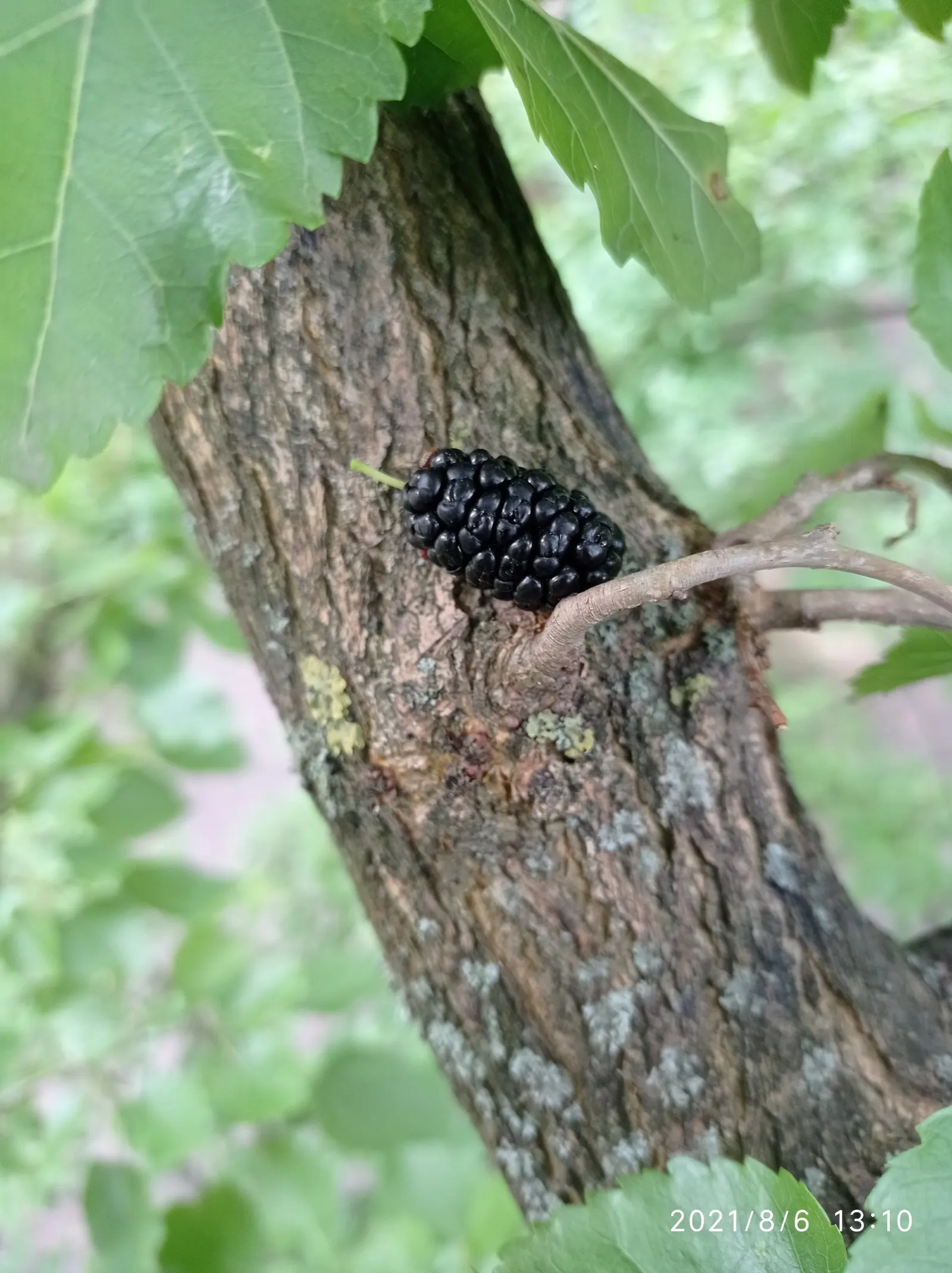 Blackberry (Rubus Ursinus) — ideal for U-pick gardens or wildlife habitats; bear clusters of white-to-pale-pink flowers before yielding succulent blackberries