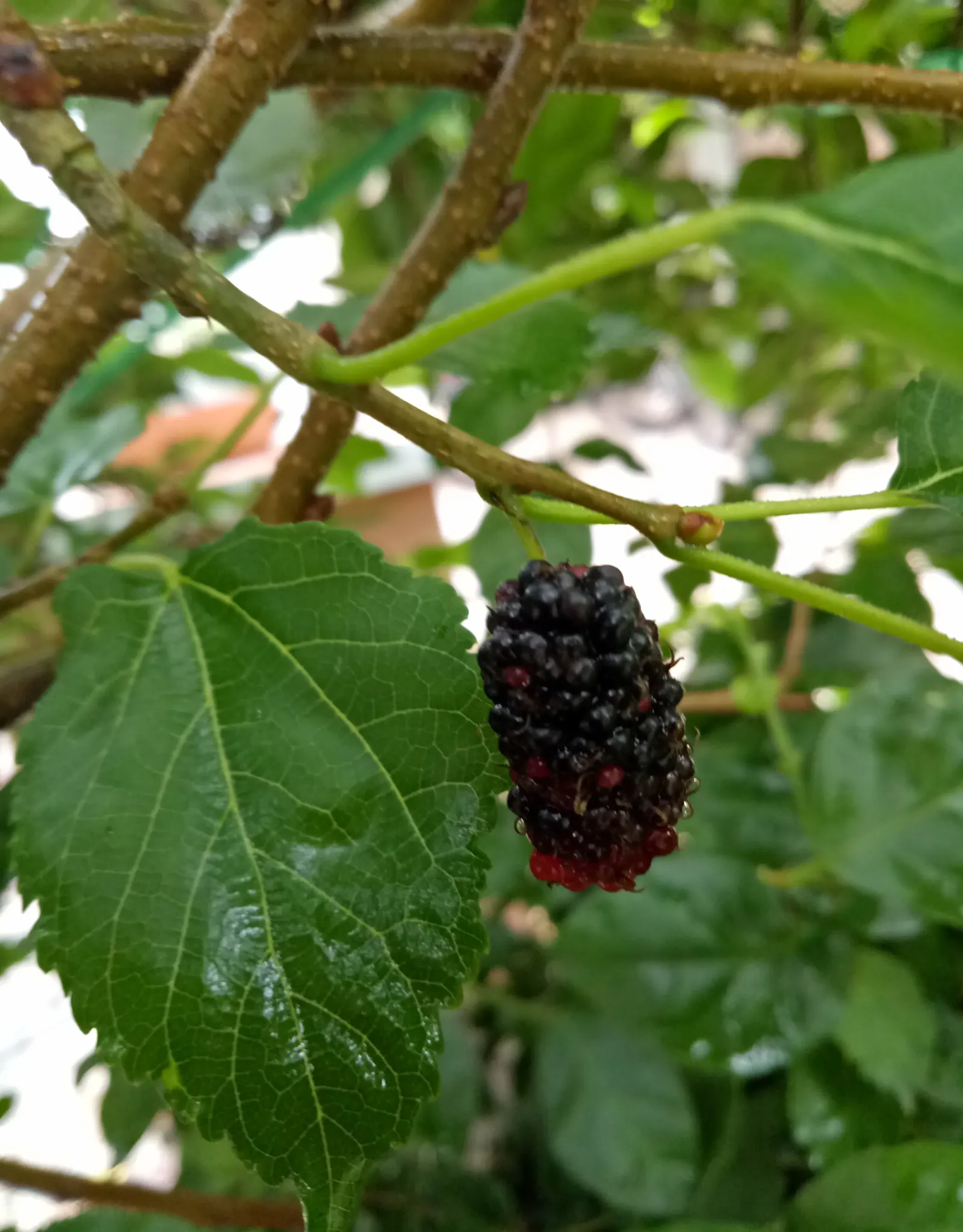 Blackberry (Rubus Ursinus) — approximately &reg; to 1 inch in diameter; shrub / vine for full