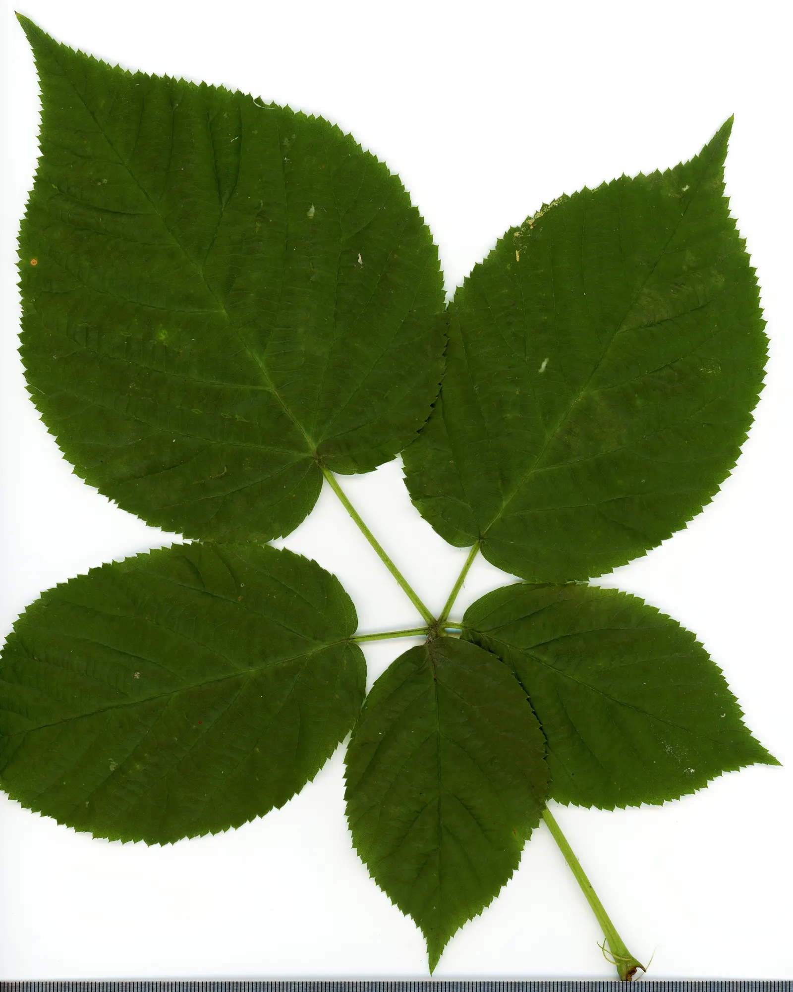 Blackberry (Rubus Ursinus) — shrub / vine with white blooms
