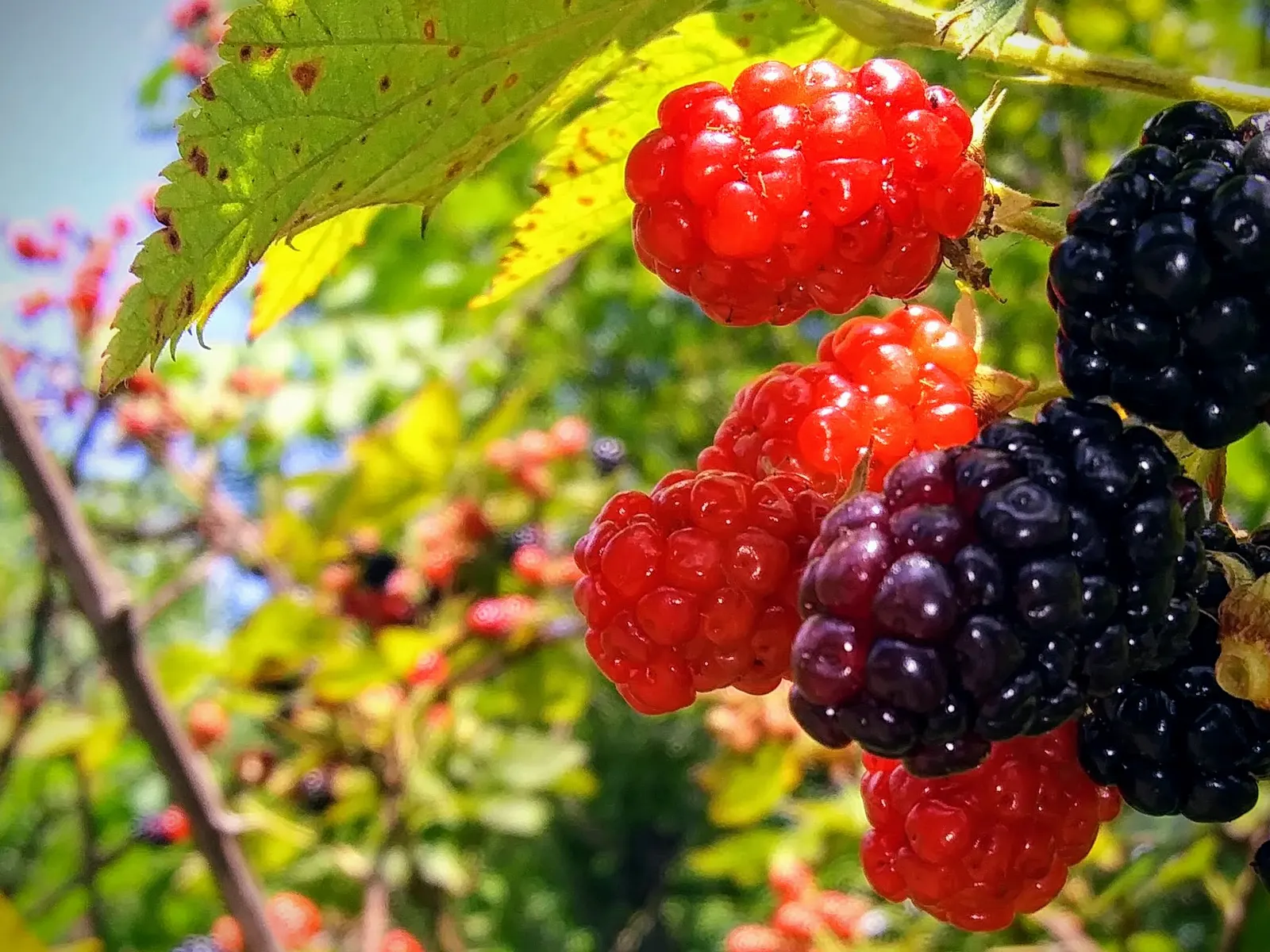 Blackberry (Rubus Ursinus) — but is generally drought-tolerant once established