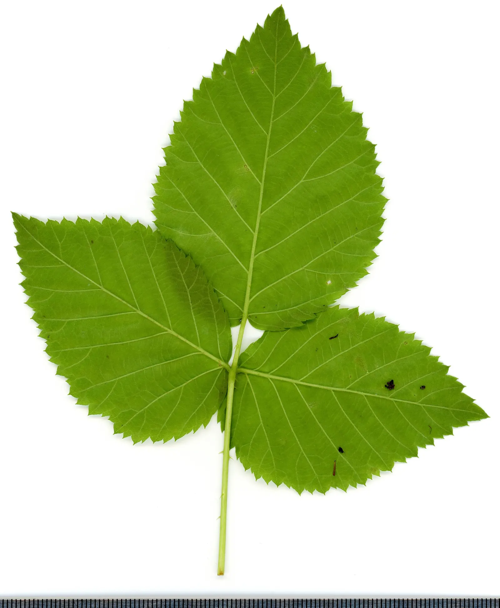 Blackberry (Rubus Ursinus) — the plant produces delicate white to pale pink flowers; adding rustic charm to garden spaces