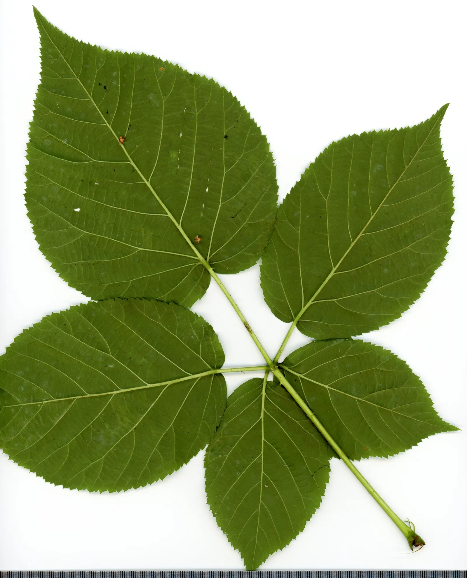 Blackberry (Rubus Ursinus) — although vigorous growth can lead to larger sizes if not properly maintained; shrub / vine with white blooms