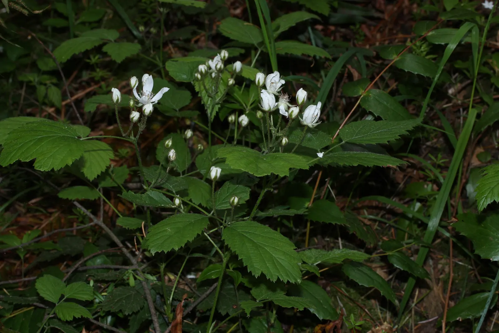 Blackberry (Rubus Ursinus) — Rubus ursinus should be planted in well-draining soil with access to full sun to partial shade