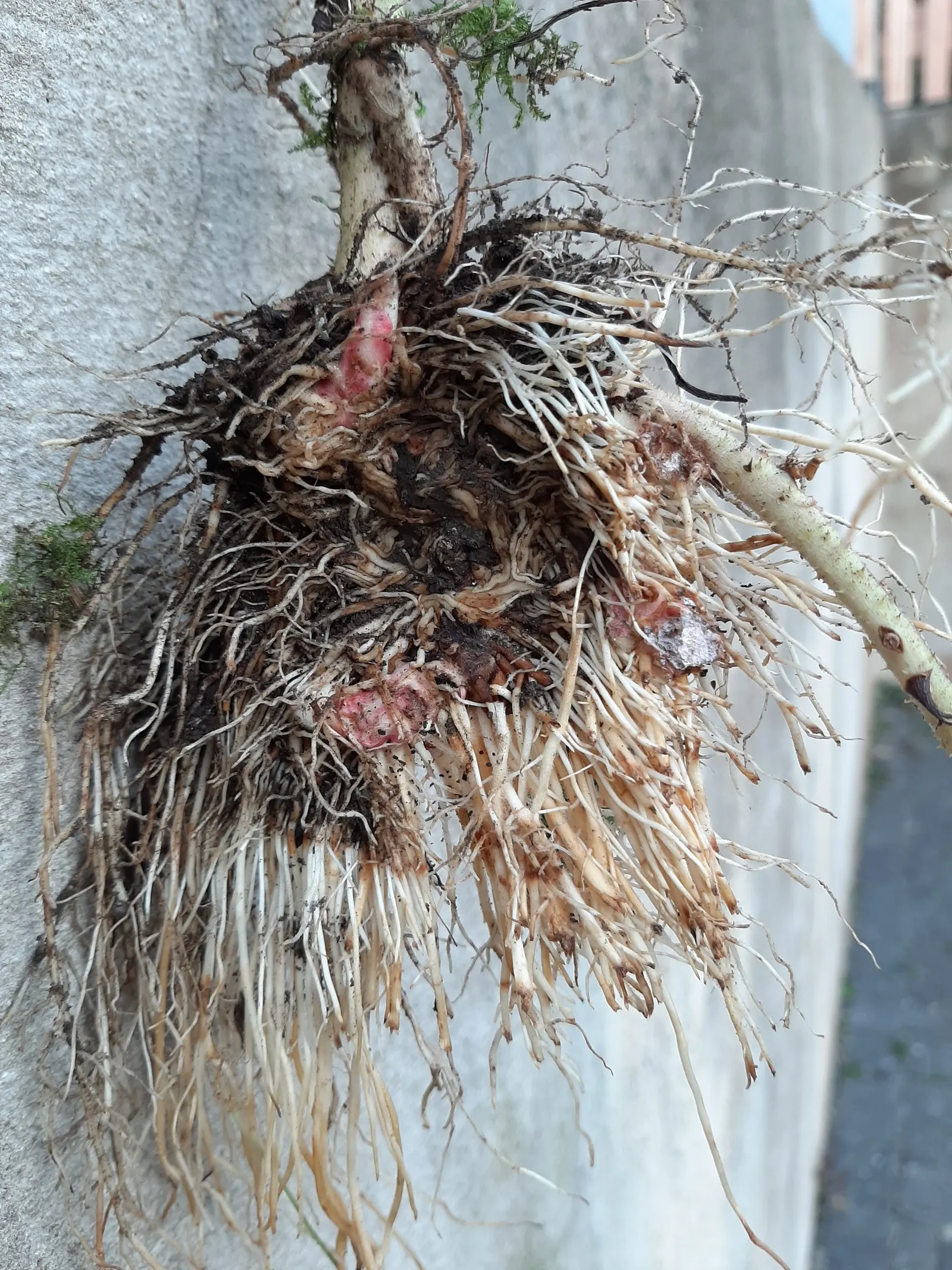 Blackberry (Rubus Ursinus) — adding rustic charm to garden spaces