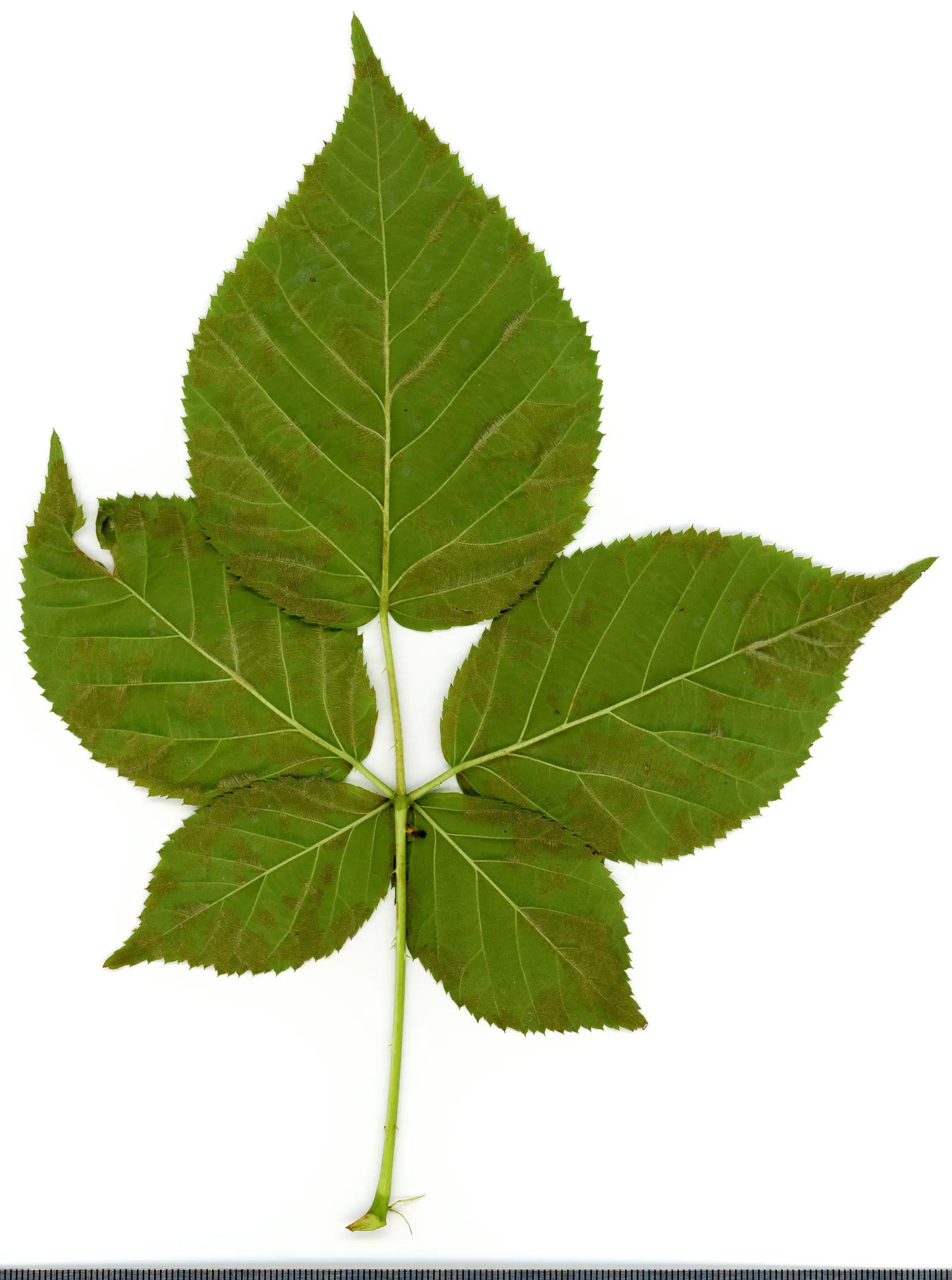 Blackberry (Rubus Ursinus) — Note that the canes are thorny