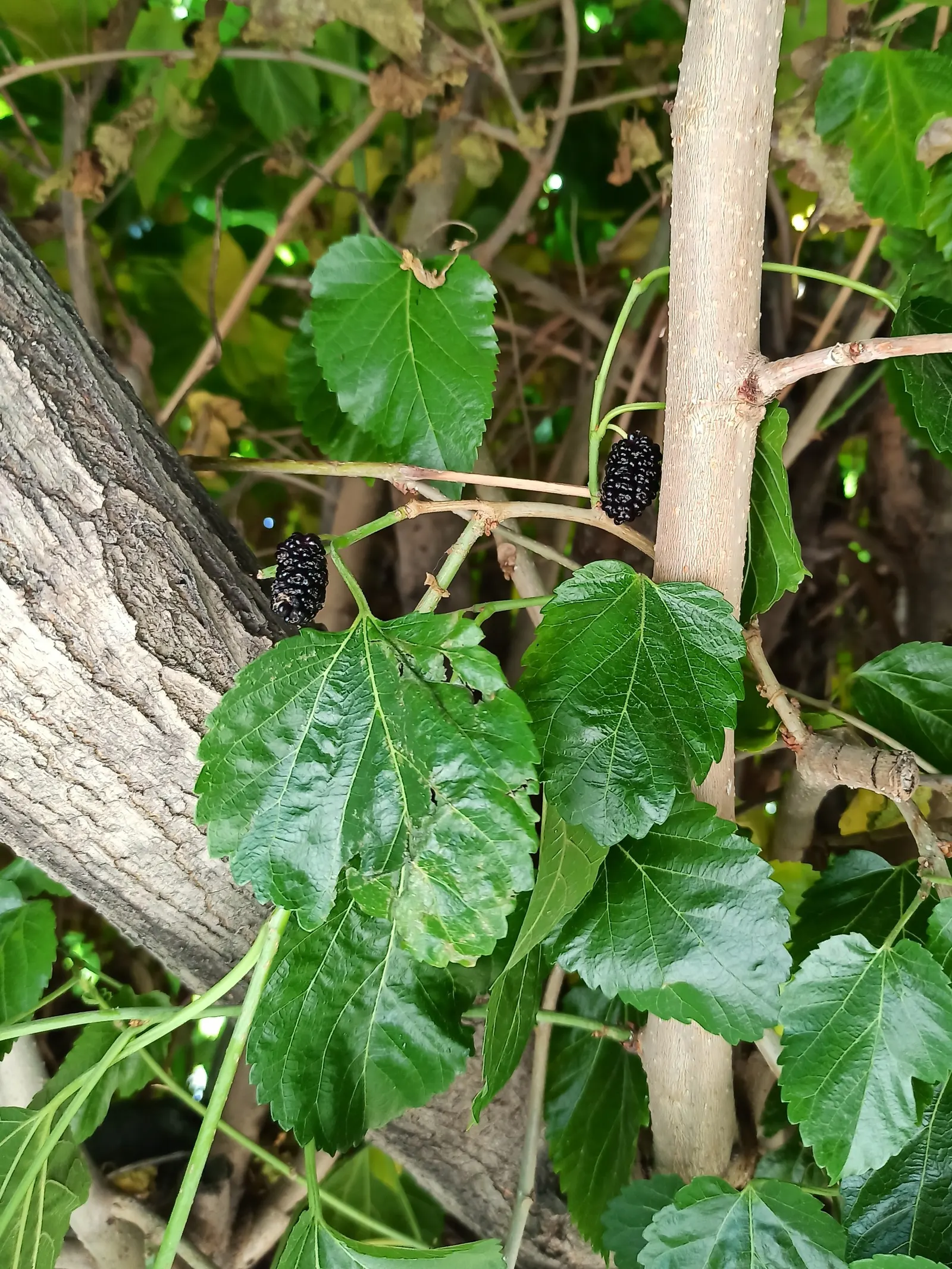 Blackberry (Rubus Ursinus) — As a member of the Rosaceae family; they are high in vitamins
