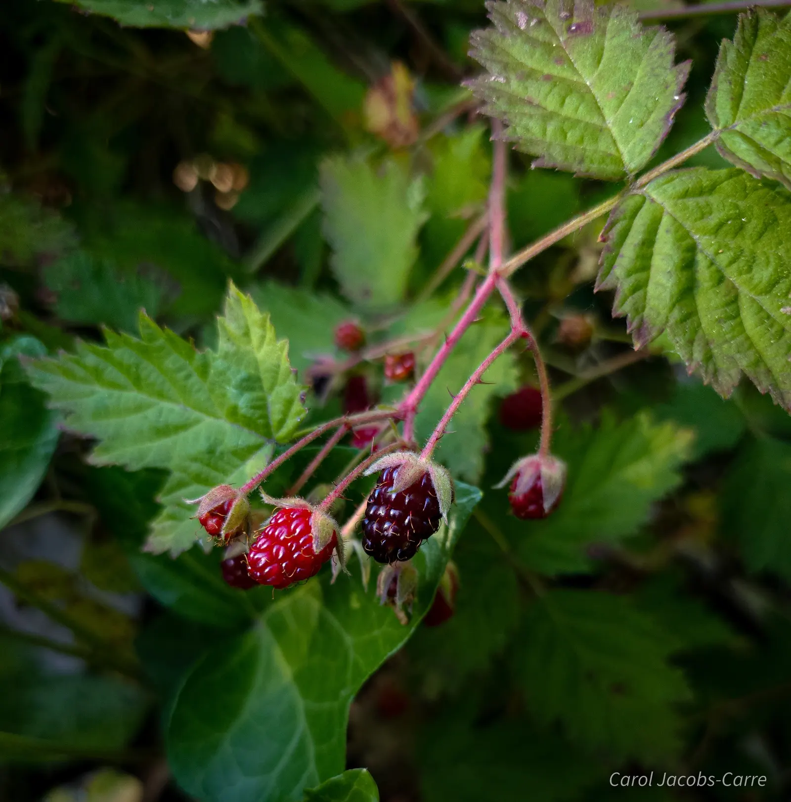 Blackberry (Rubus Ursinus) — which give way to the notable blackberries.<br><br>These berries ripen to a deep