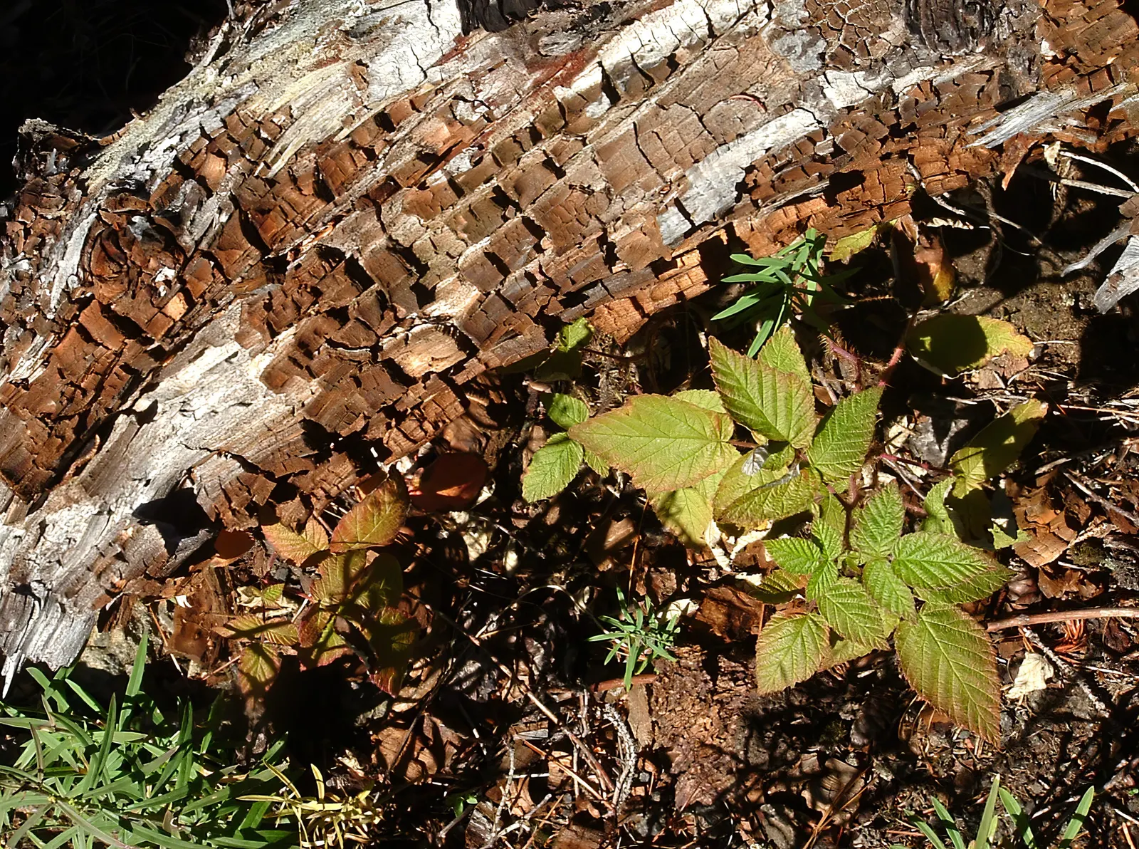 Blackberry (Rubus Ursinus) — you invite a functional and delightful feature to the garden