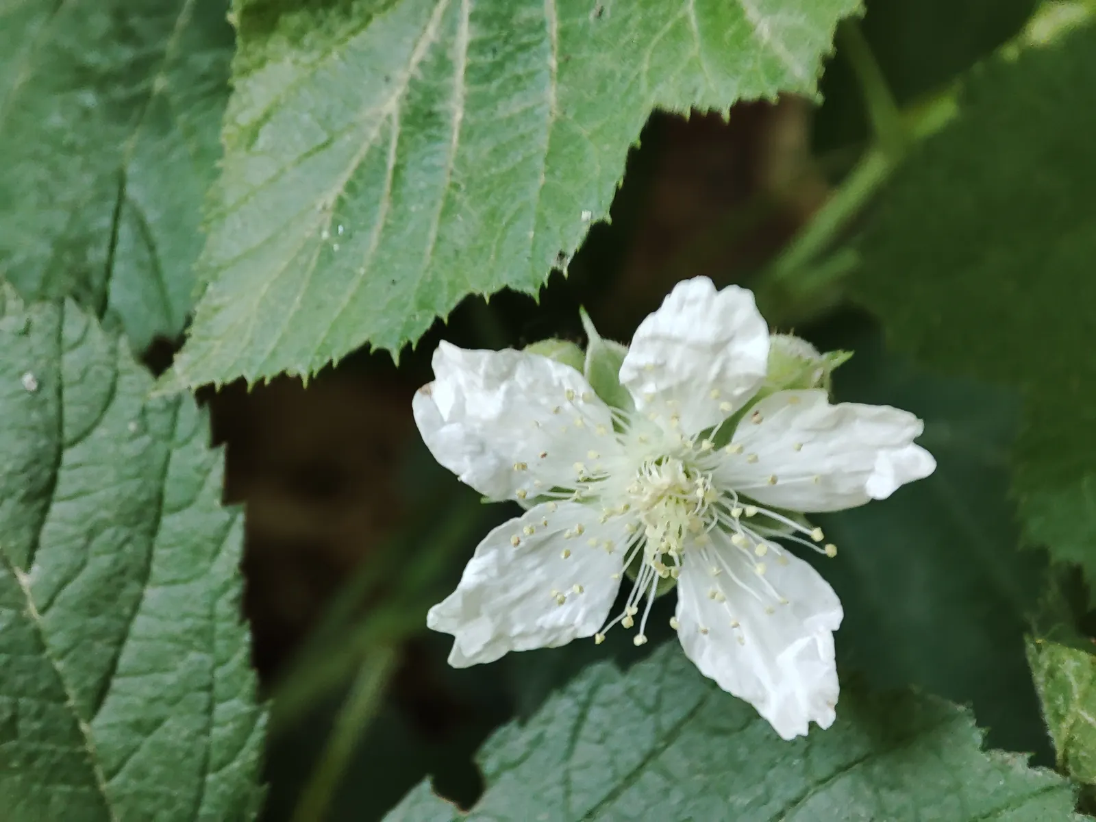 Blackberry (Rubus Ursinus) — They are high in vitamins
