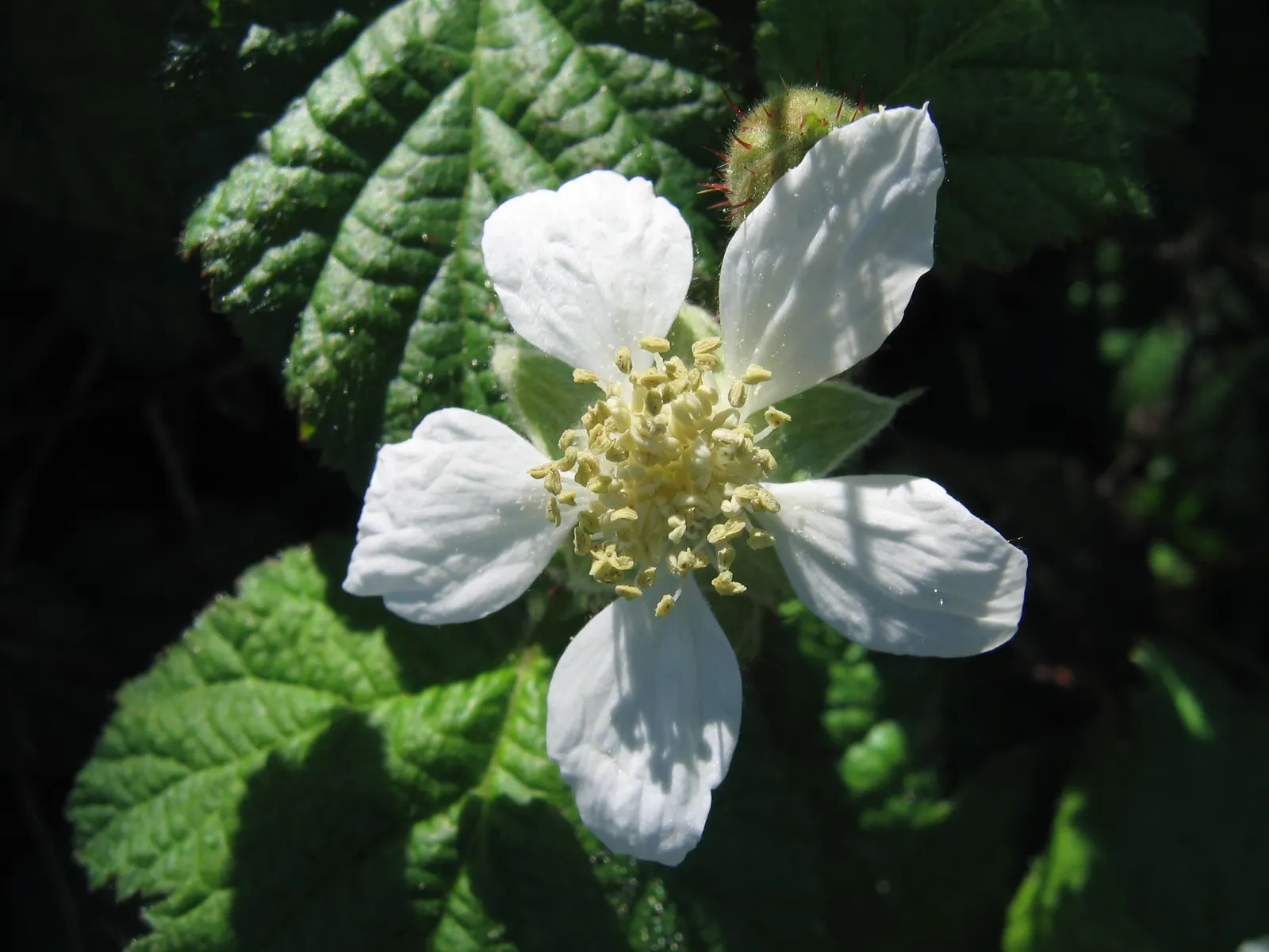 Blackberry (Rubus Ursinus) — pleasing to the eye and palate